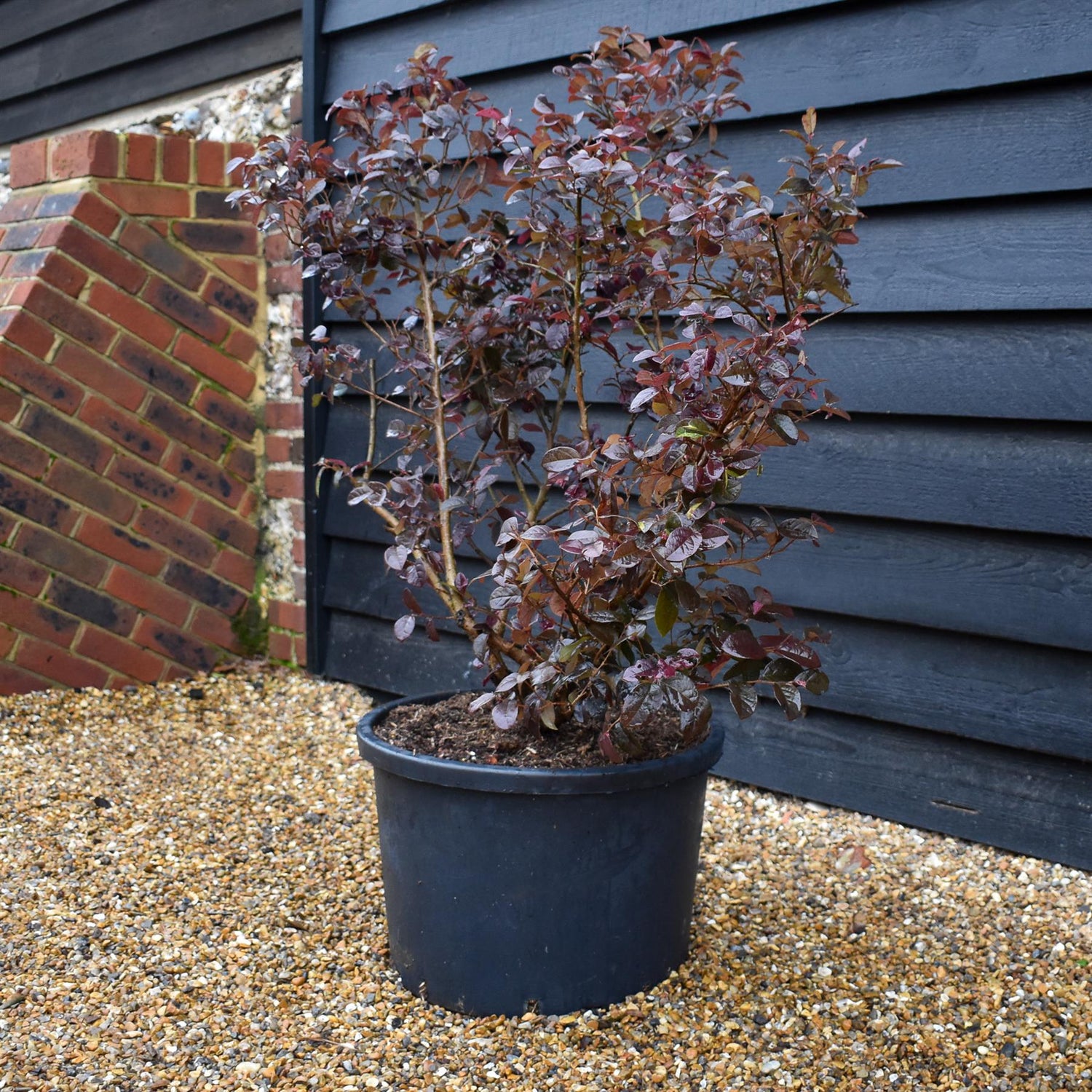 Loropetalum Fede - Shrub - Height 90-110cm - 40lt