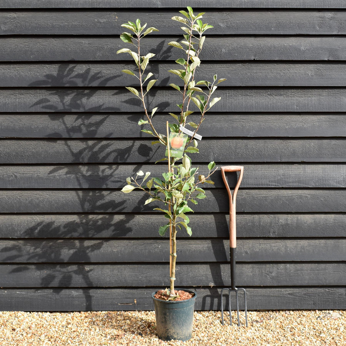 Apple tree 'Sunset' | Malus domestica - M26 -Semi-Dwarfing - Height 150-160cm - 12lt