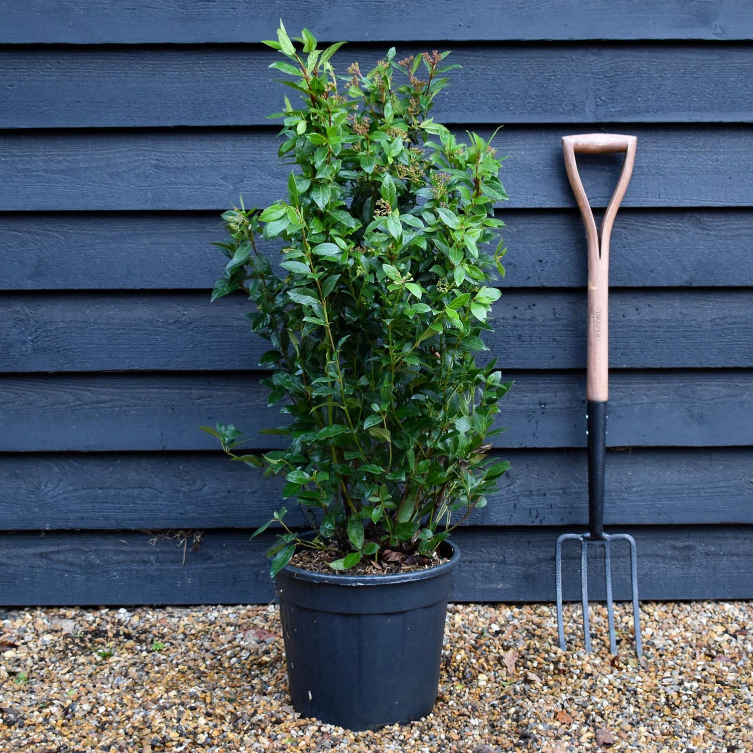 Viburnum tinus Eve Price - Shrub - Height 70-90cm - 18lt