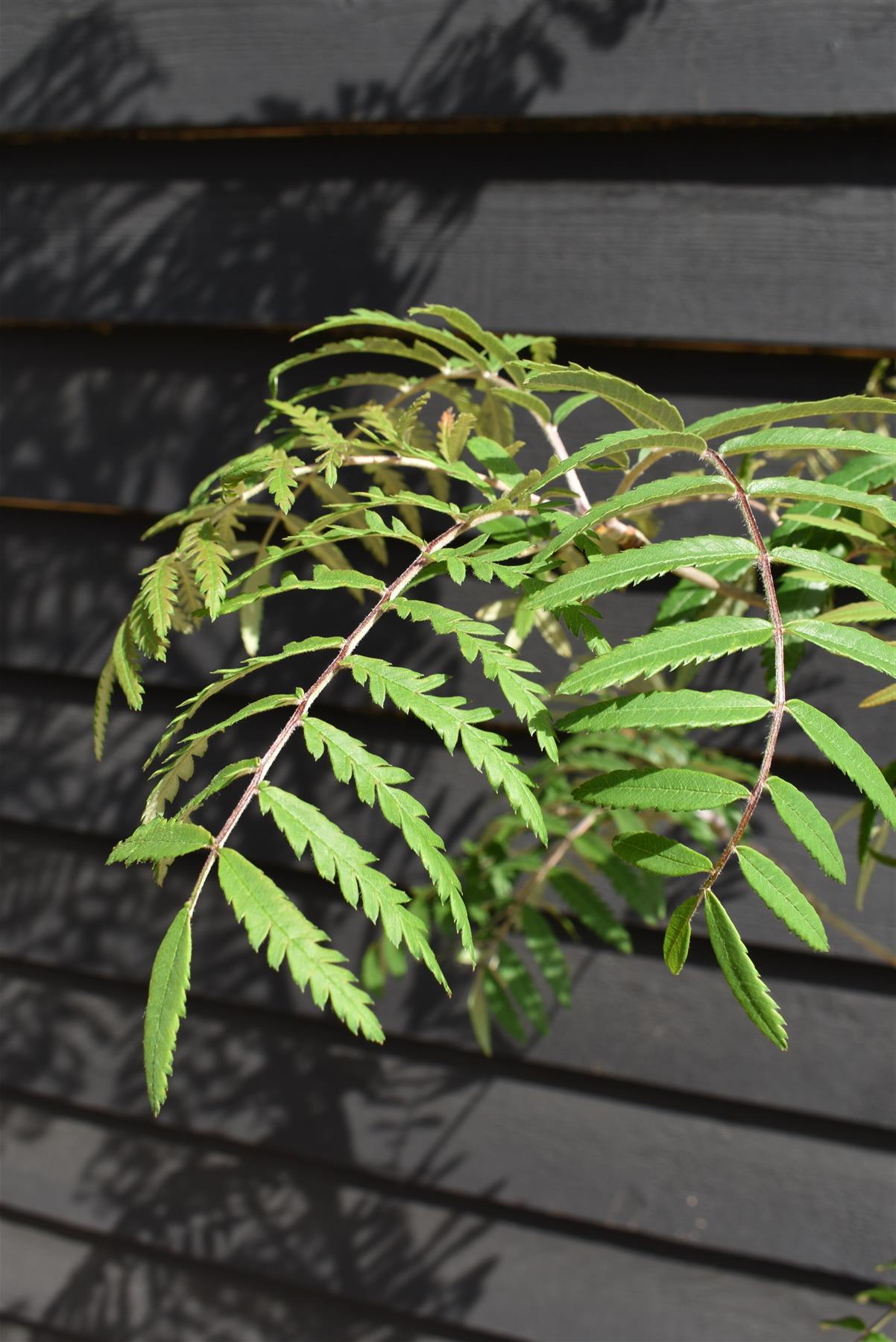 Sorbus aucuparia Chinese Lace | Rowan | Mountain Ash - Height 140-180cm - 12lt