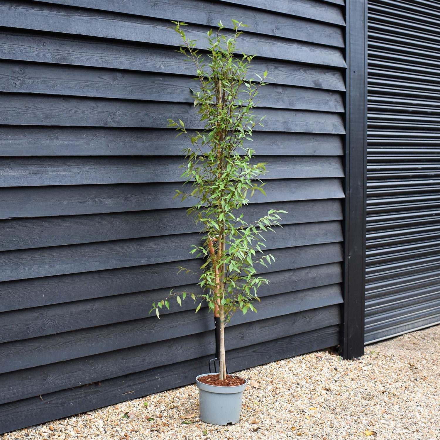 Hoheria sexstylosa Snow White | Ribbonwood - Bushy - 180-220 - 12lt