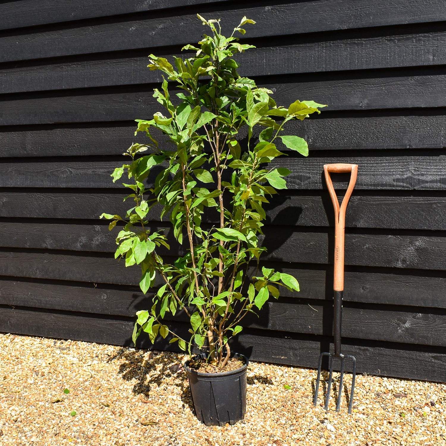 Magnolia Susan - Bush - Height 95-130cm - 10lt