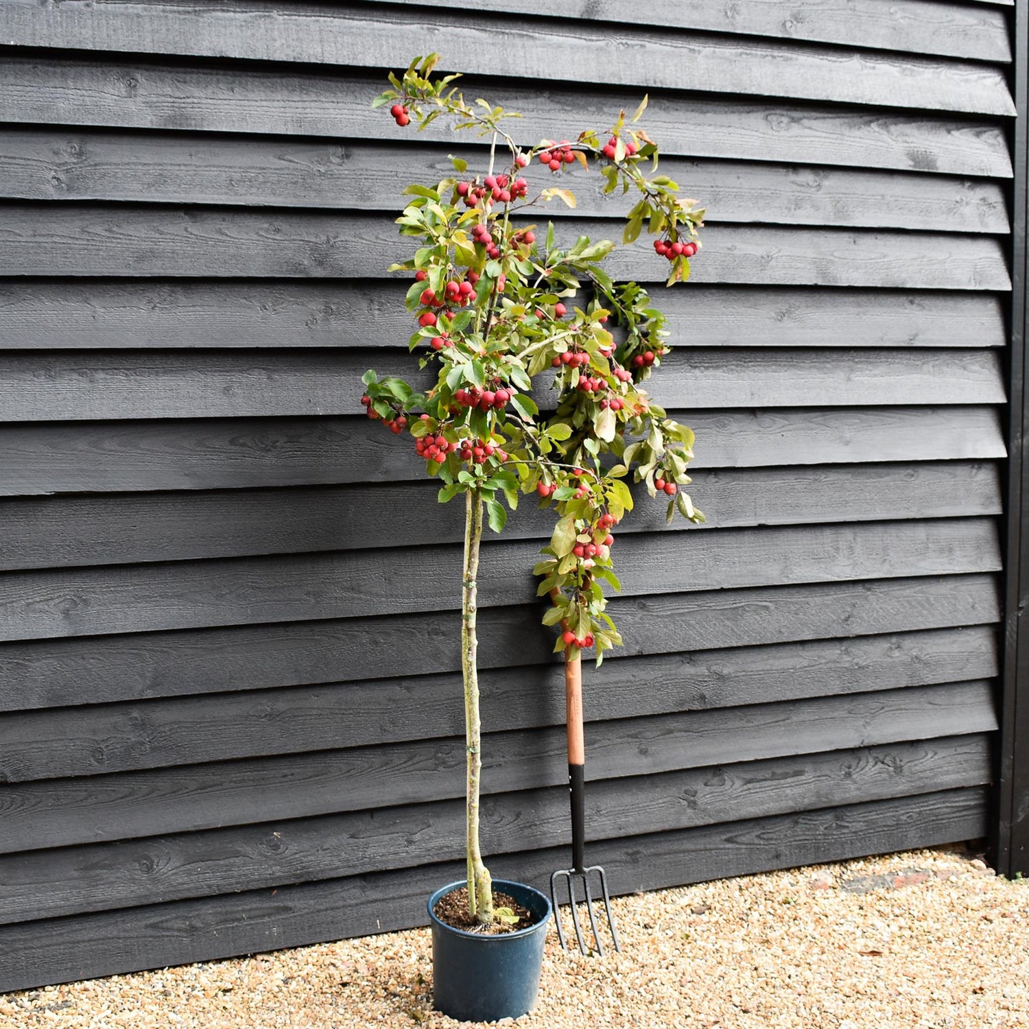Malus Neville Copeman | Purple Crab Apple Tree, Clear Stem - 200-250cm, 10lt