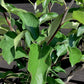 Apple tree 'Golden Delicious' | Malus Domestica - 170-180cm - 30lt