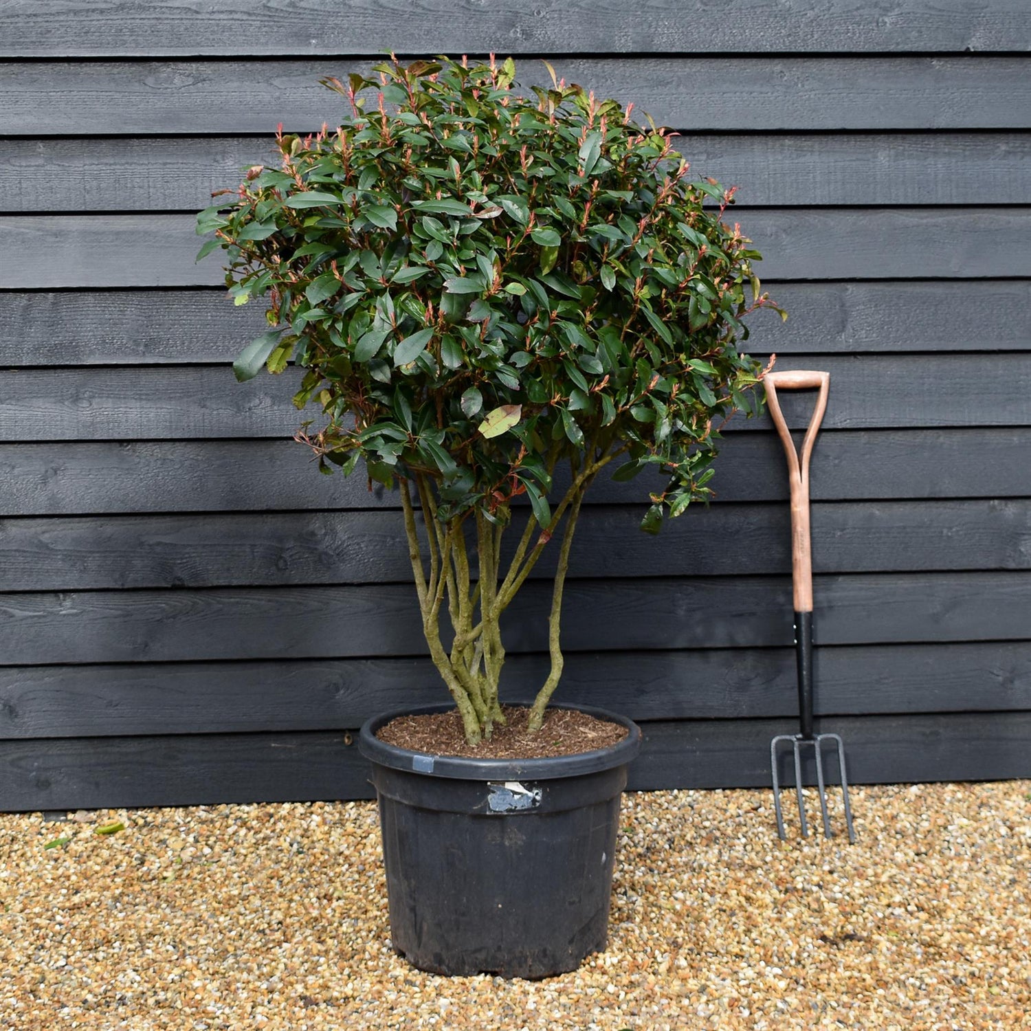 Photinia Red Robin | Christmas berry 'Little Red Robin' - Compacta  -  Multi Stem - Height 120cm - Width 110cm - 55lt