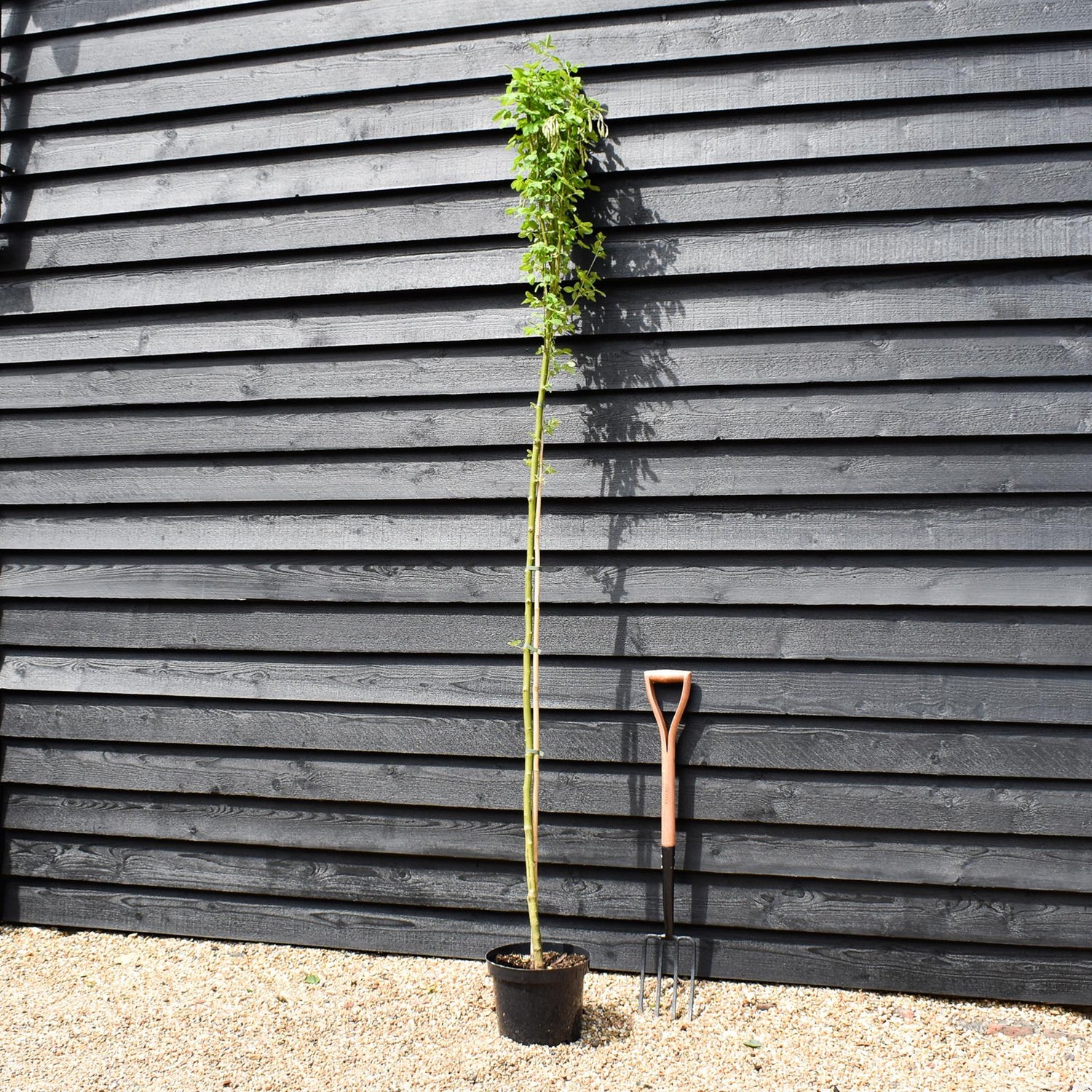 Golden Chain Tree | Laburnum anagyroides 'Yellow Rocket' - Height 220-250cm - Girth 4-6cm - 10lt