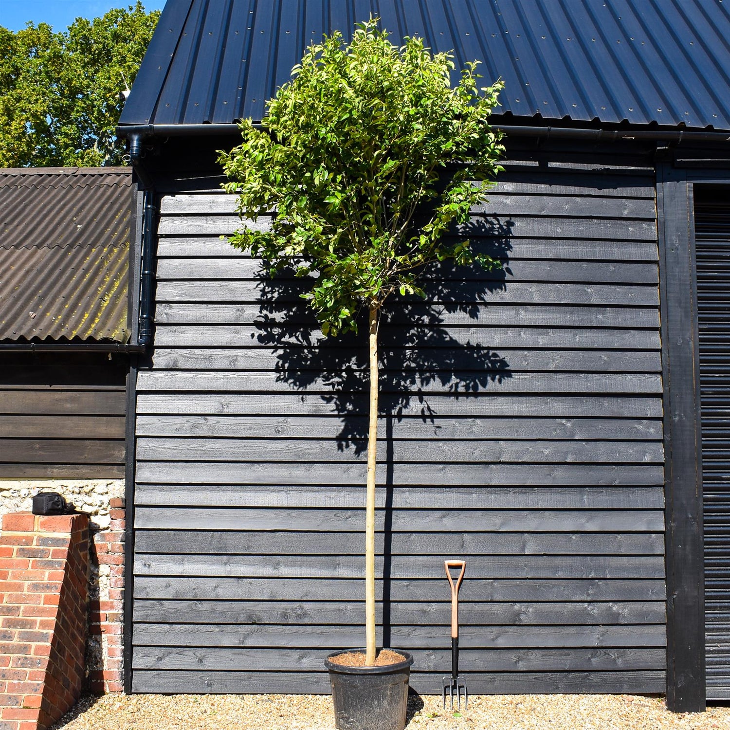 Japanese Privet  Tree | Ligustrum japonicum | - Clear Stem 180cm - Girth 14-16cm - Height - 280-320cm - 70lt
