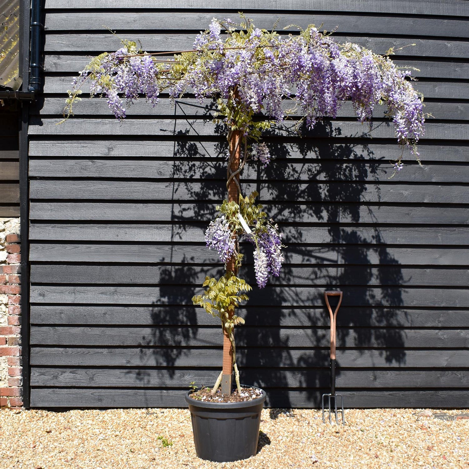 Wisteria 'Prolific' - Purple - Umbrella - Roof Espalier 120-120cm - Height 200cm - 55lt