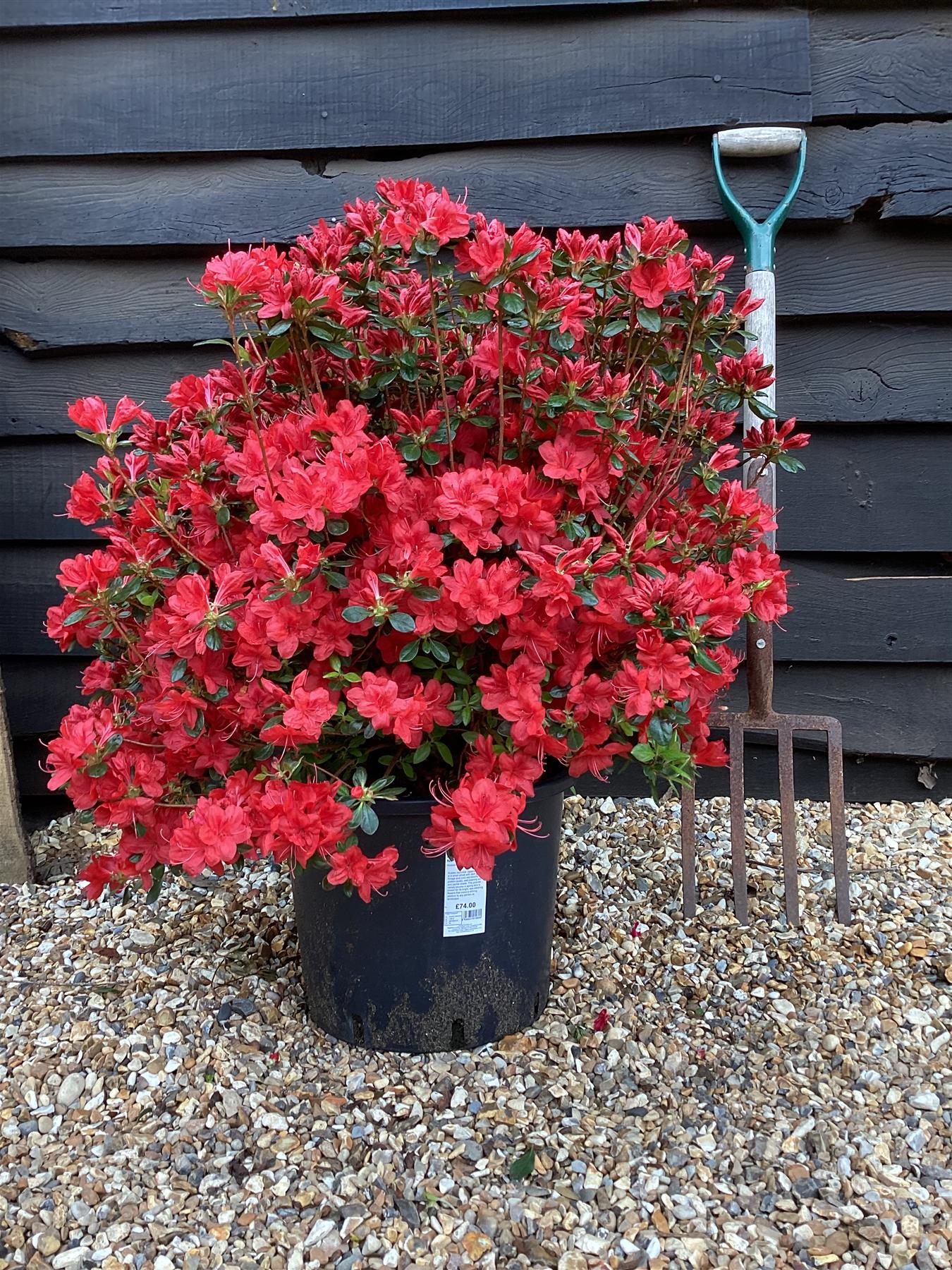 Azalea Japonica 'Japanese Red'| Rhododendron 'Japanese Red' - 70-80cm, 15lt
