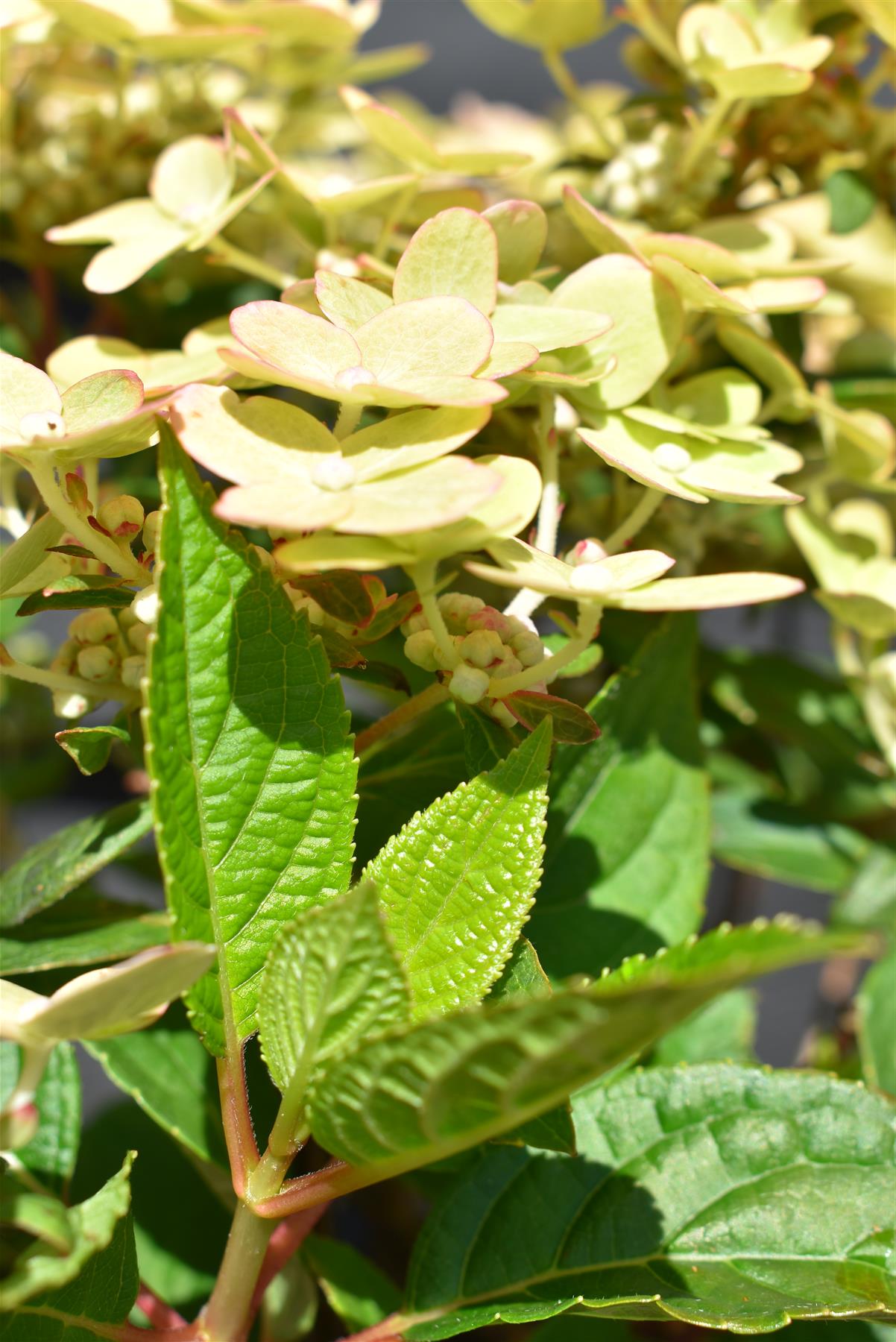 Hydrangea paniculata 'Polestar' - 30-40cm - 5lt