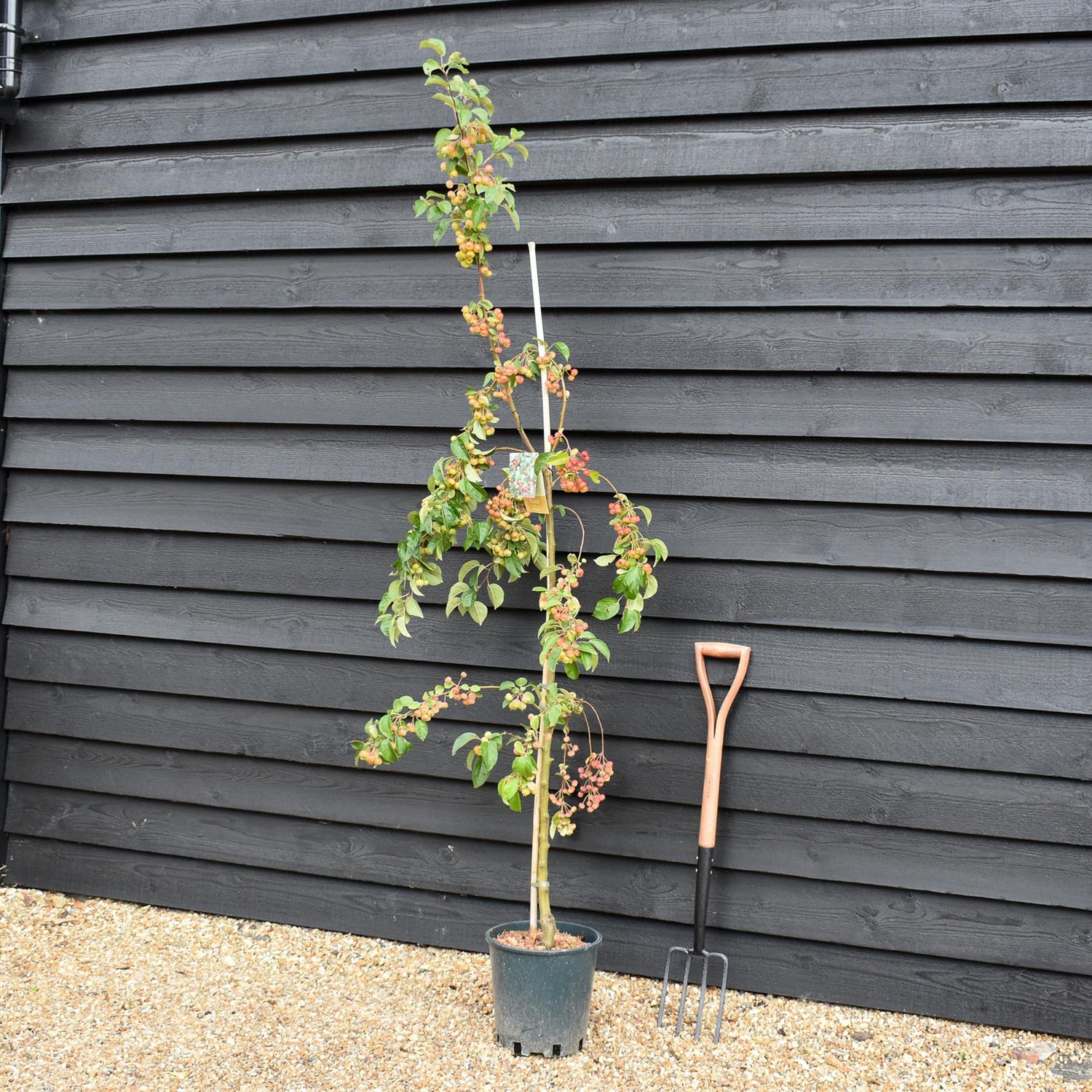 Malus 'Evereste' | Crab Apple Tree, Clear Stem - Height 160-200cm - 10lt