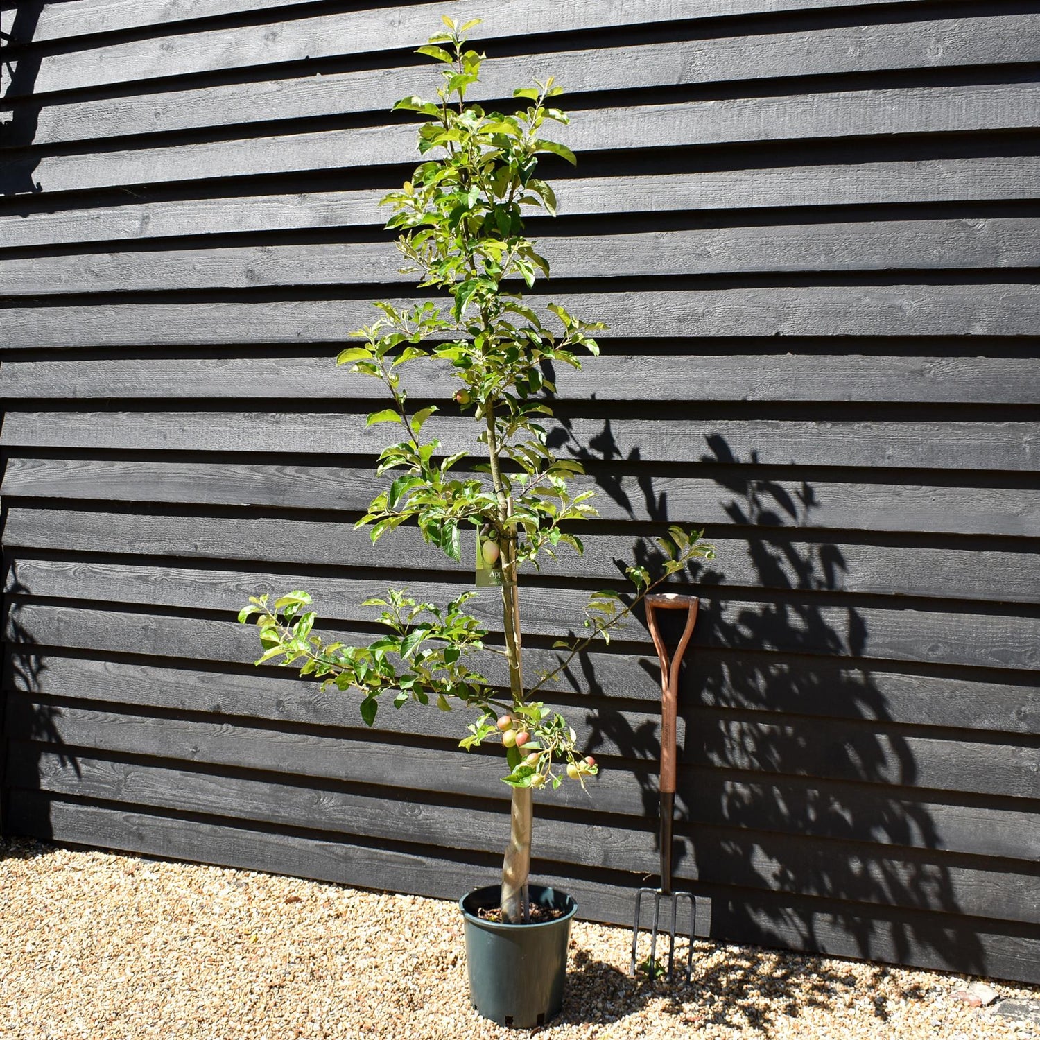 Apple tree 'Golden Delicious' | Malus Domestica - M106 - Semi-Dwarfing - 160-180cm - 10lt