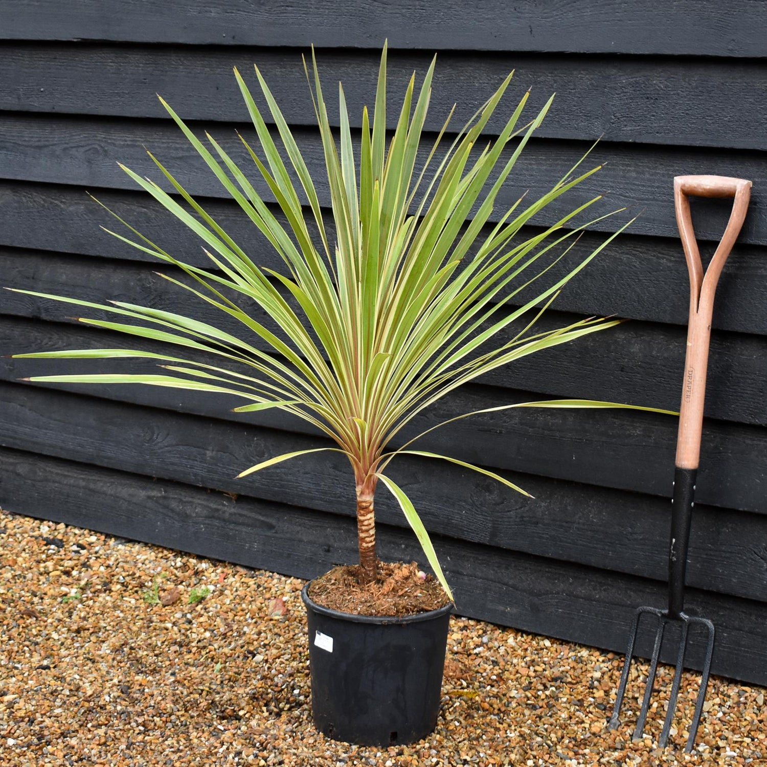 Cordyline - Torbay Dazzler - Stem 10cm - Height 70-80cm - 10lt