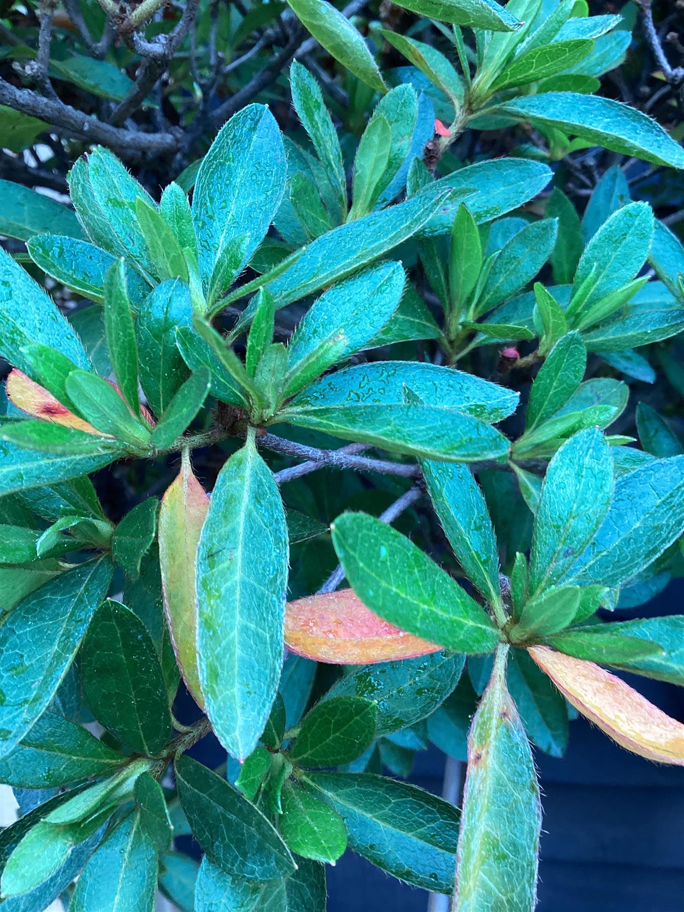 Azalea Japonica | Rhododendron - 180cm, 30lt