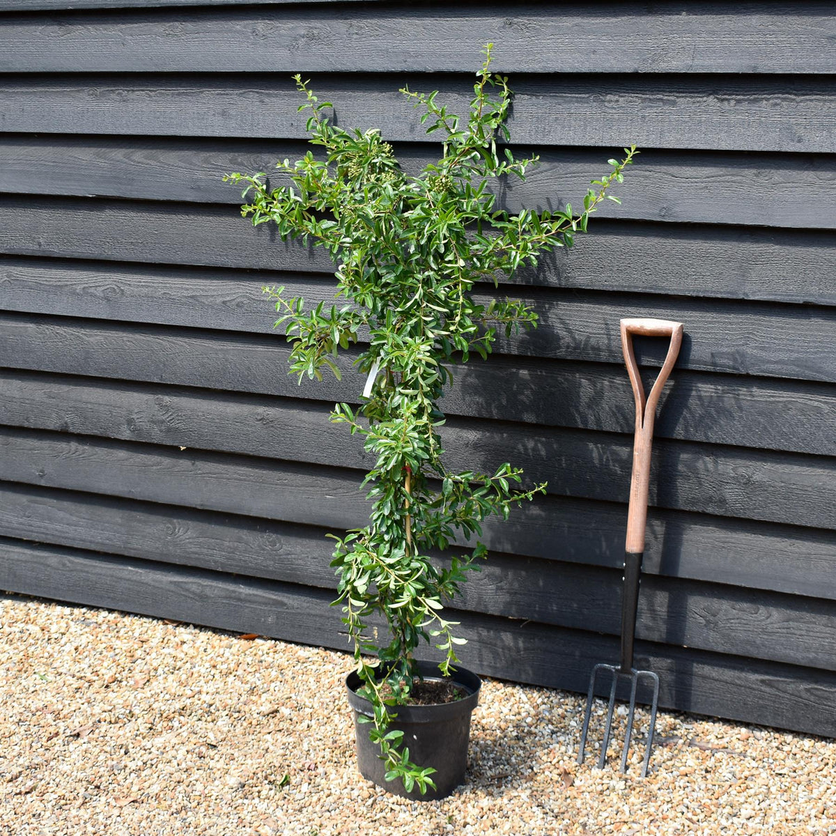 Pyracantha Mohave - Shrub - Height 60-100cm 10lt