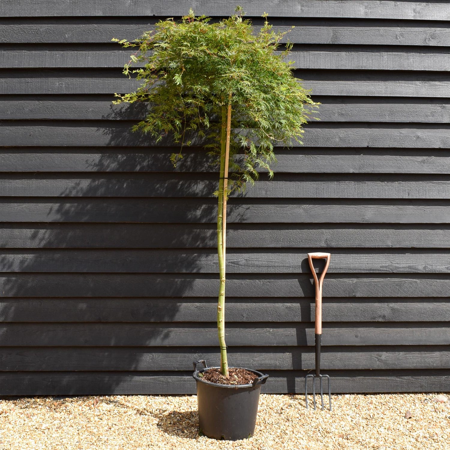 Acer palmatum 'Emerald Lace' | Japanese maple - Three Quarter Standard - Clear Stem 160 - Height 180-190cm - 30lt