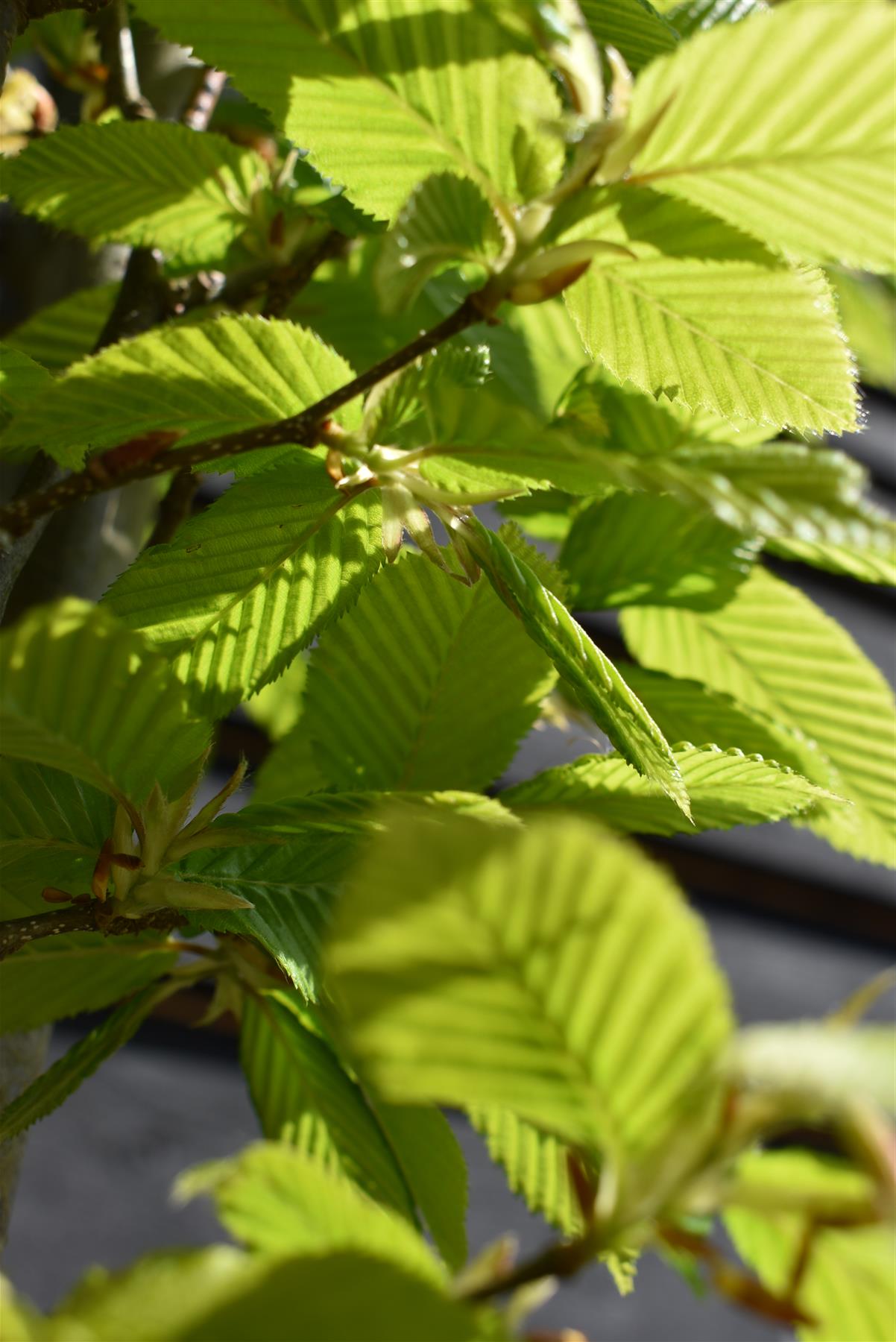 Carpinus betulus 'Fastigiata' | Hornebean Upright - Clear Stem - Standard - Girth 8-10cm - Height 300-350cm - 35lt