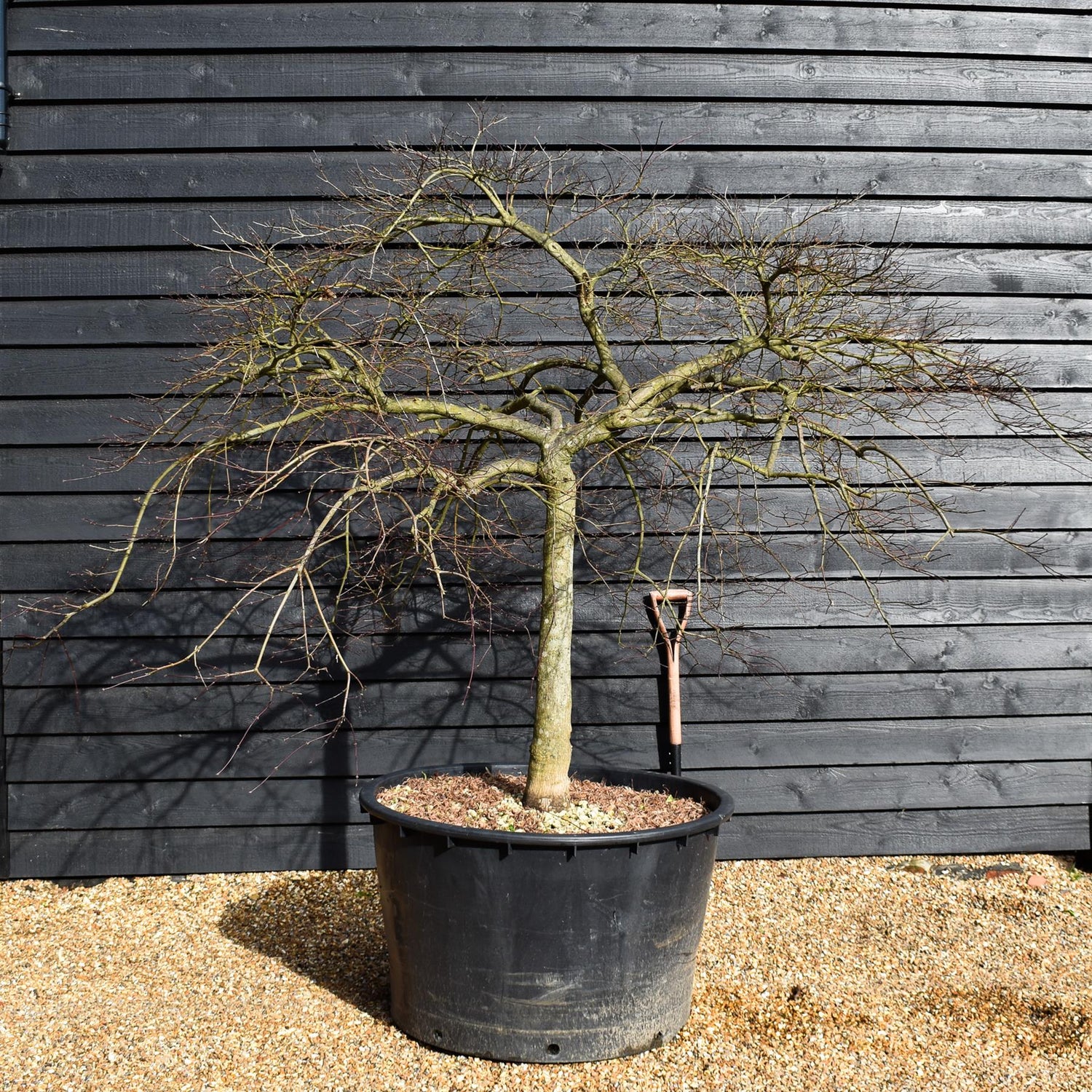 Acer palmatum dissectum 'Garent' | 'Garent' laceleaf Japanese maple -Clear Stem 80cm - Height 170-180cm - 235lt