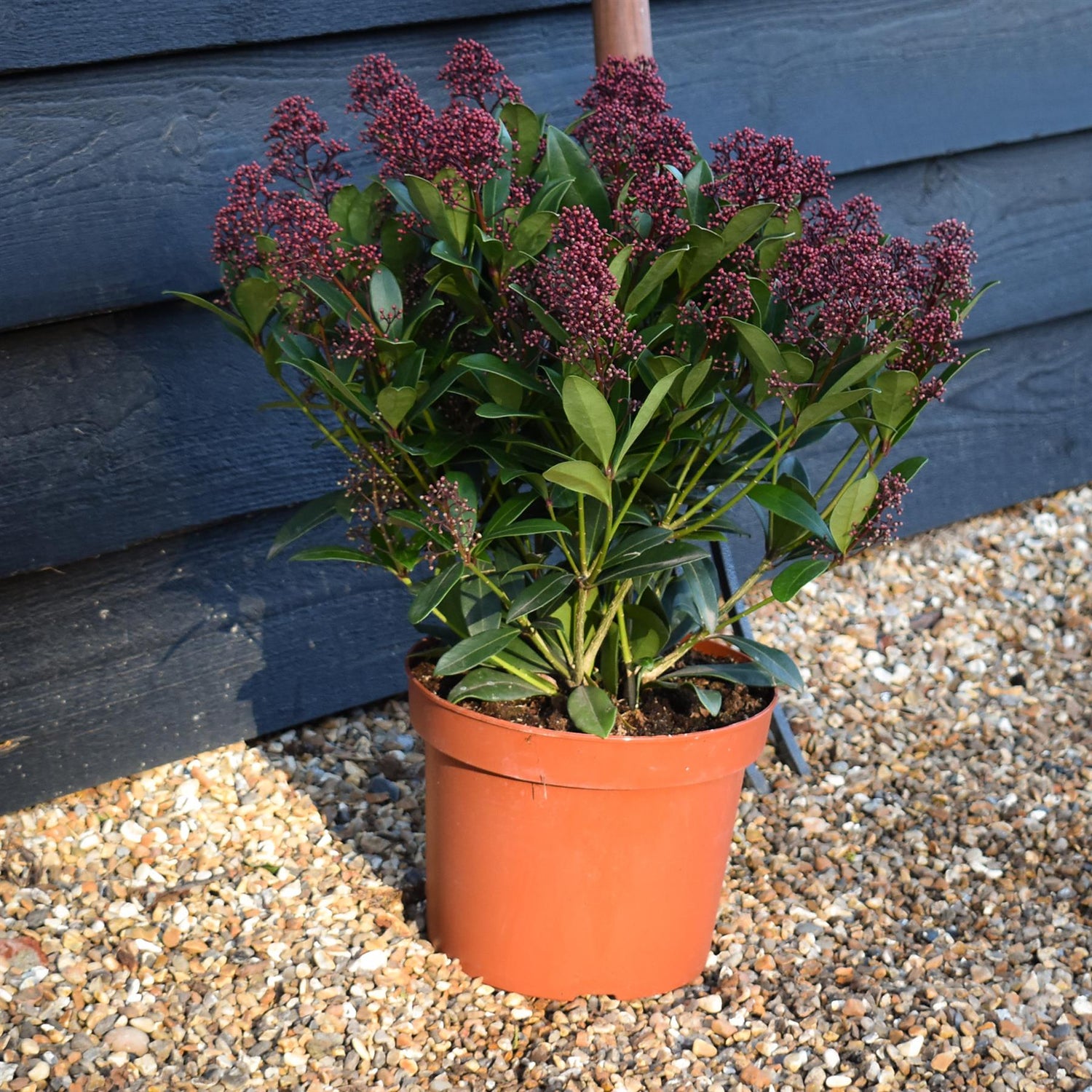 Skimmia japonica | Japanese skimmia - 'Rubella' Height 30-40cm - 5lt