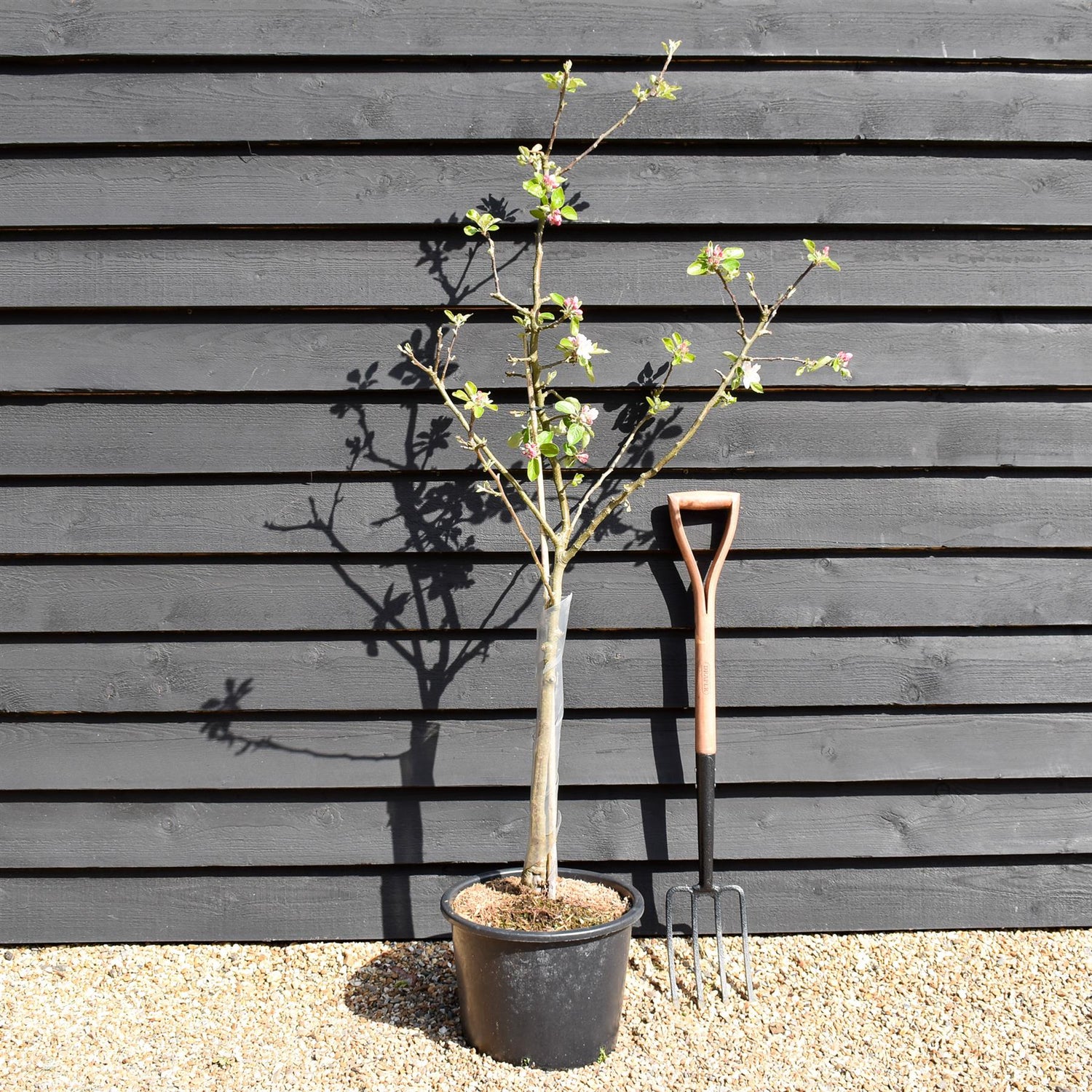 Apple tree 'James Grieve' | Malus domestica - M26 - Dwarfing - Height 140-150cm - 20lt