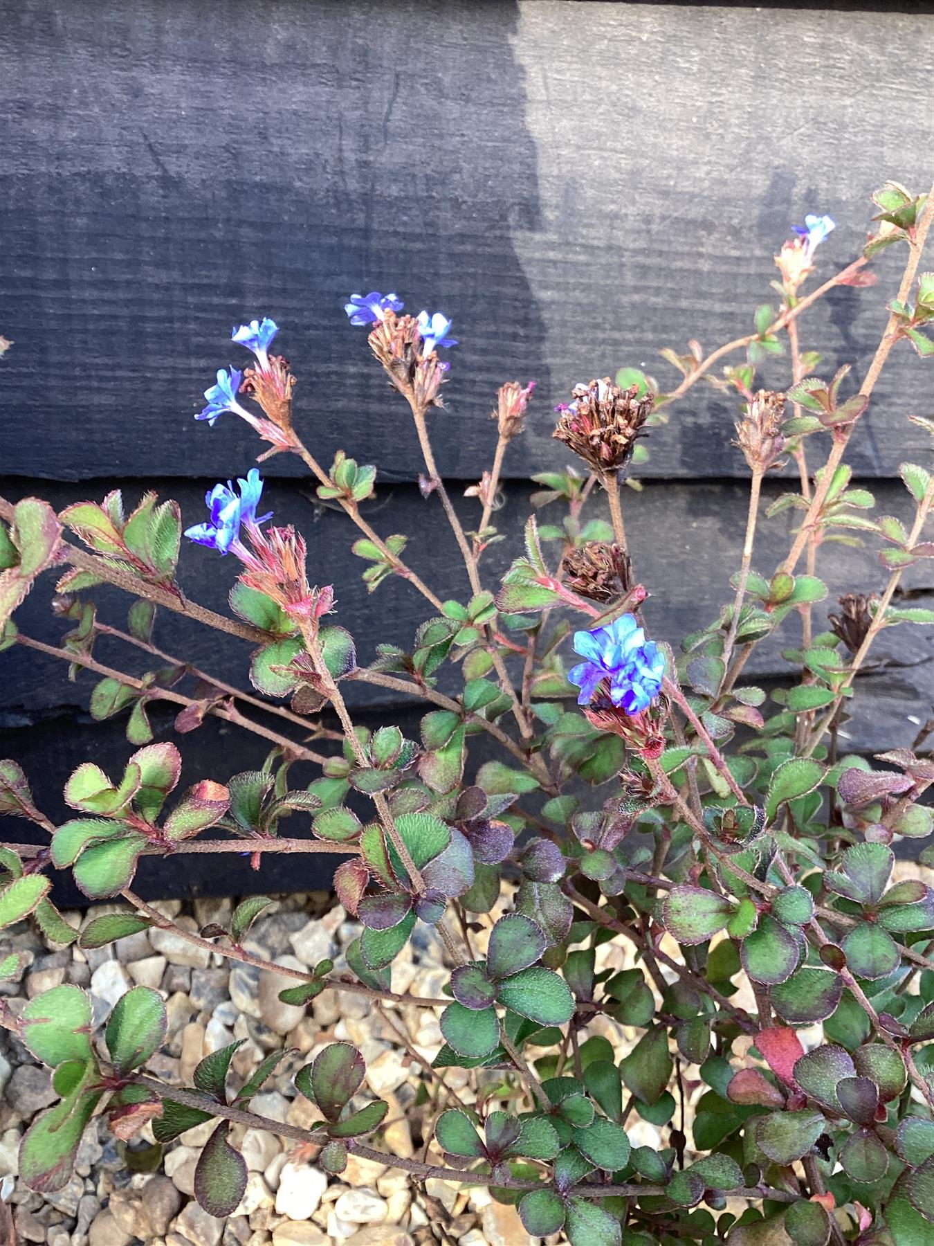 Ceratostigma griffithii | Griffith's plumbago - 20-80cm, 10lt