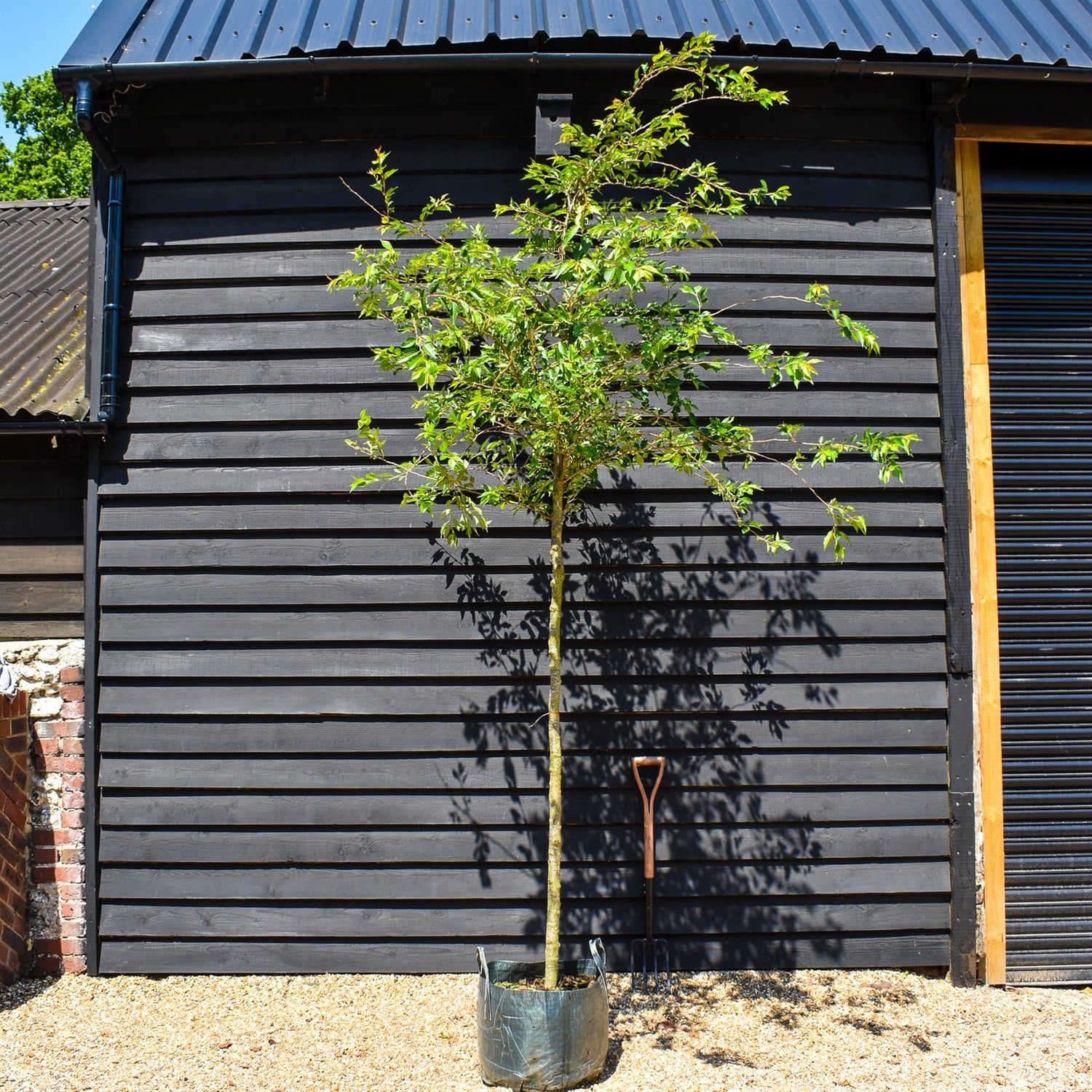 Prunus subhirtella Autumnalis Rosea - Clear Stem 140cm - Girth 10-12cm - Height 300-350cm - 45lt