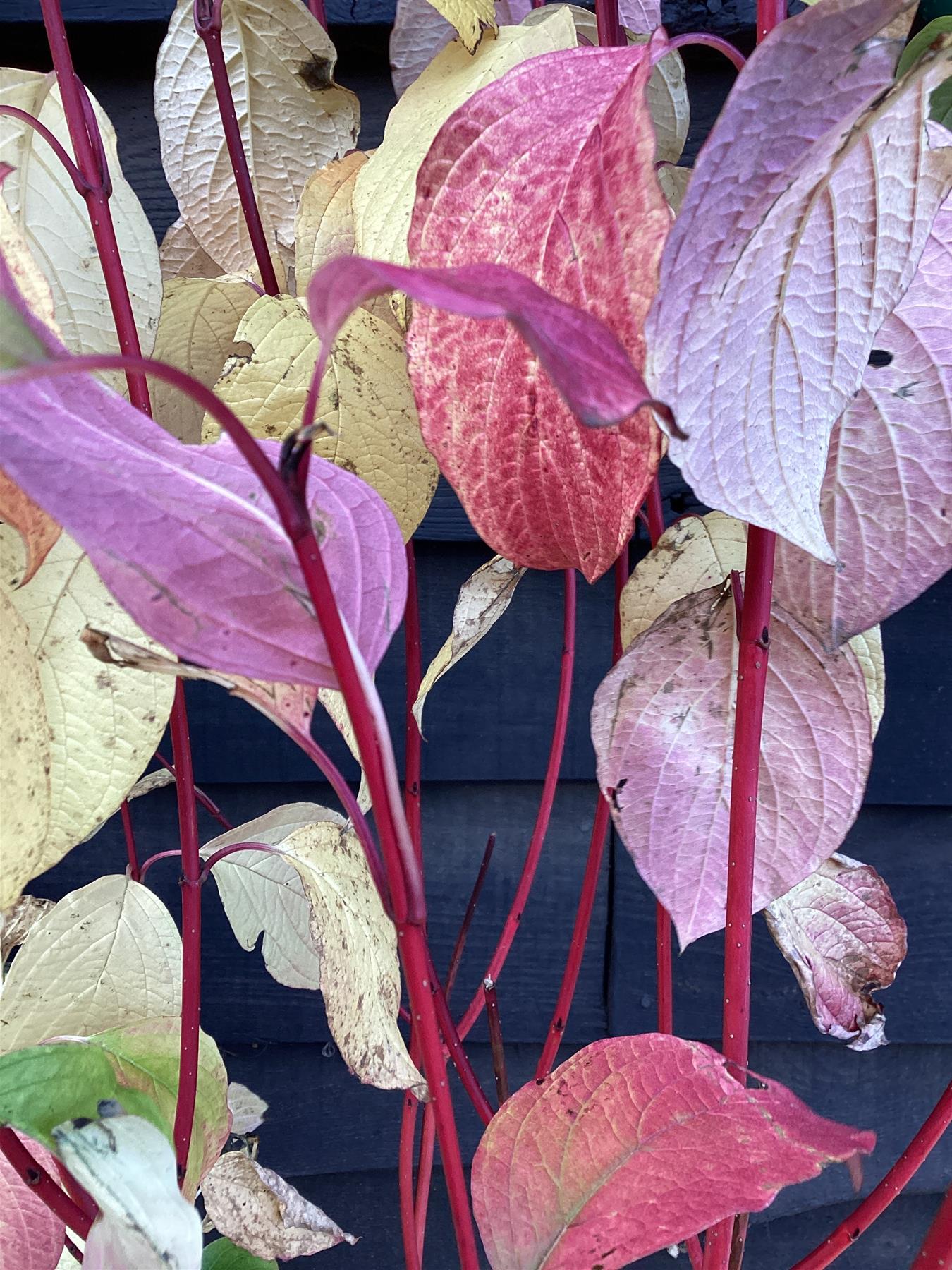 Cornus alba 'Sibirica' | Siberian Dogwood - 20-35CM - 3lt