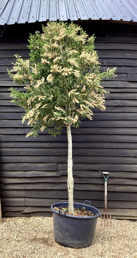 Prunus Lusitanica Angustifolia Standard Girth 19-28cm - 300cm, 160lt