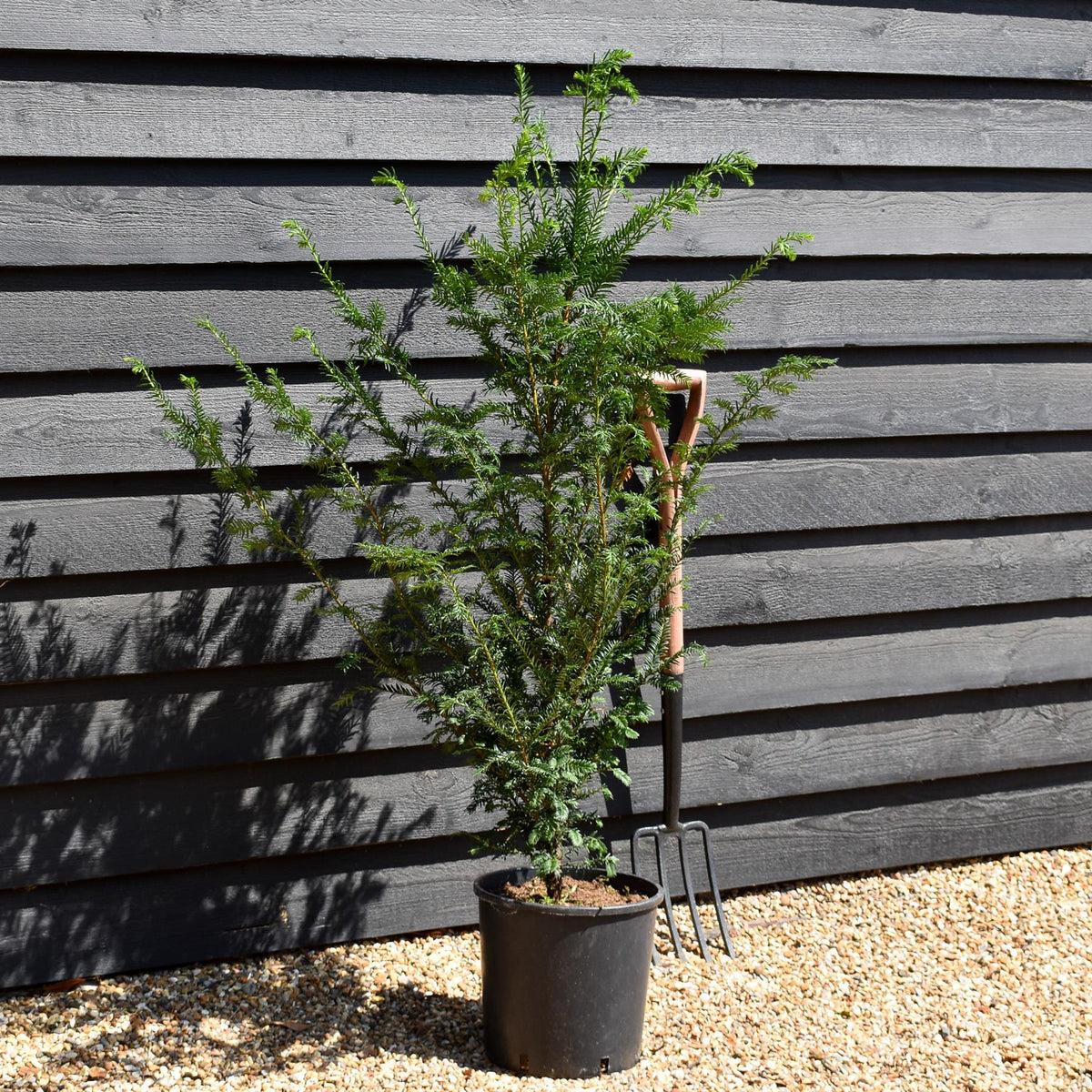 Taxus baccata | Common Yew - Bushy - Pot Grown - Height 80-90cm - 12lt