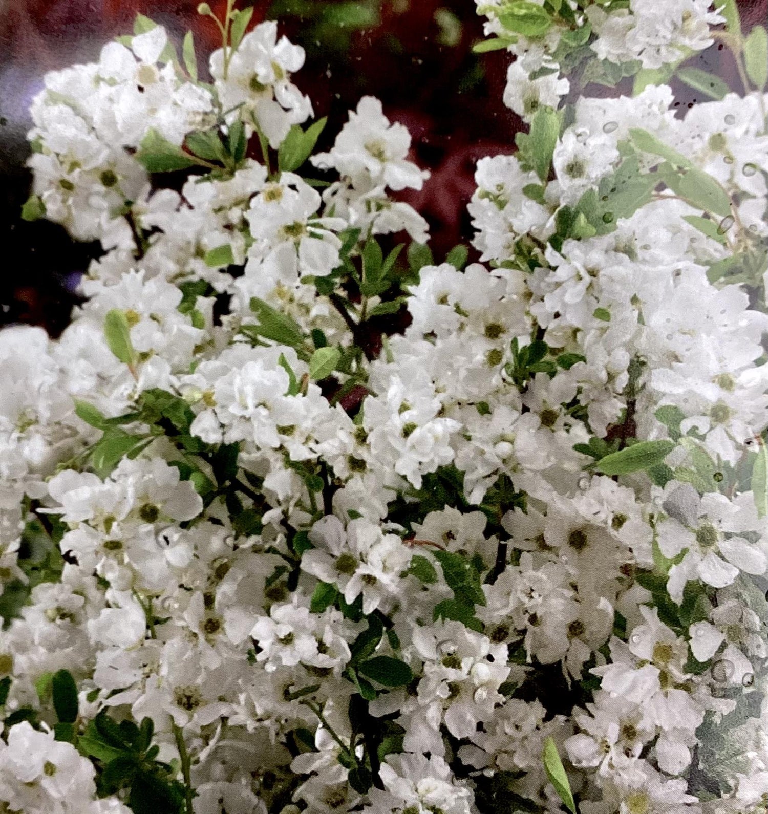 Exochorda x macrantha 'Niagara' - Height 30-40cm - 4lt