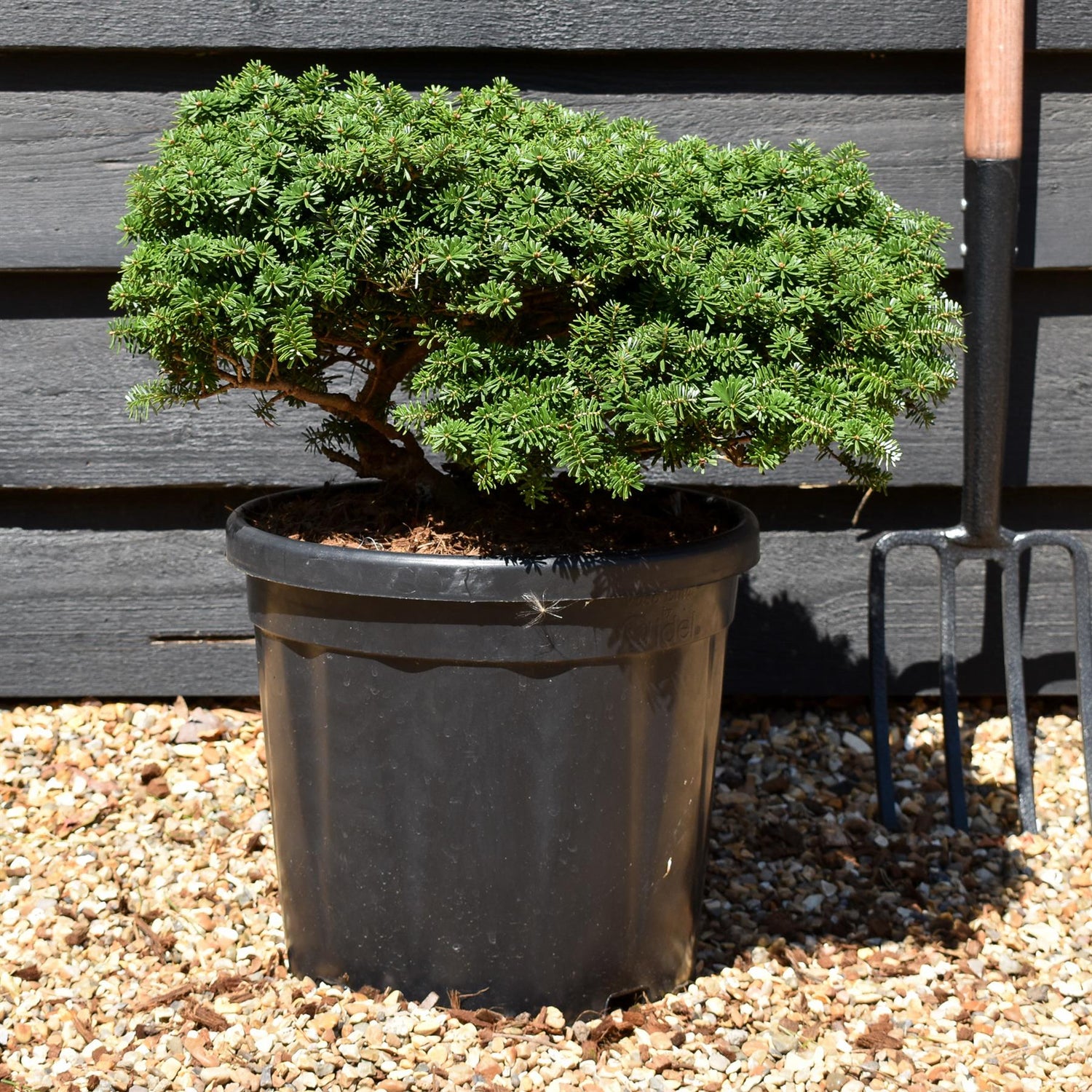 Abies koreana 'Brilliant' | Korean fir 'Brilliant' - Height 20-30cm - 18lt