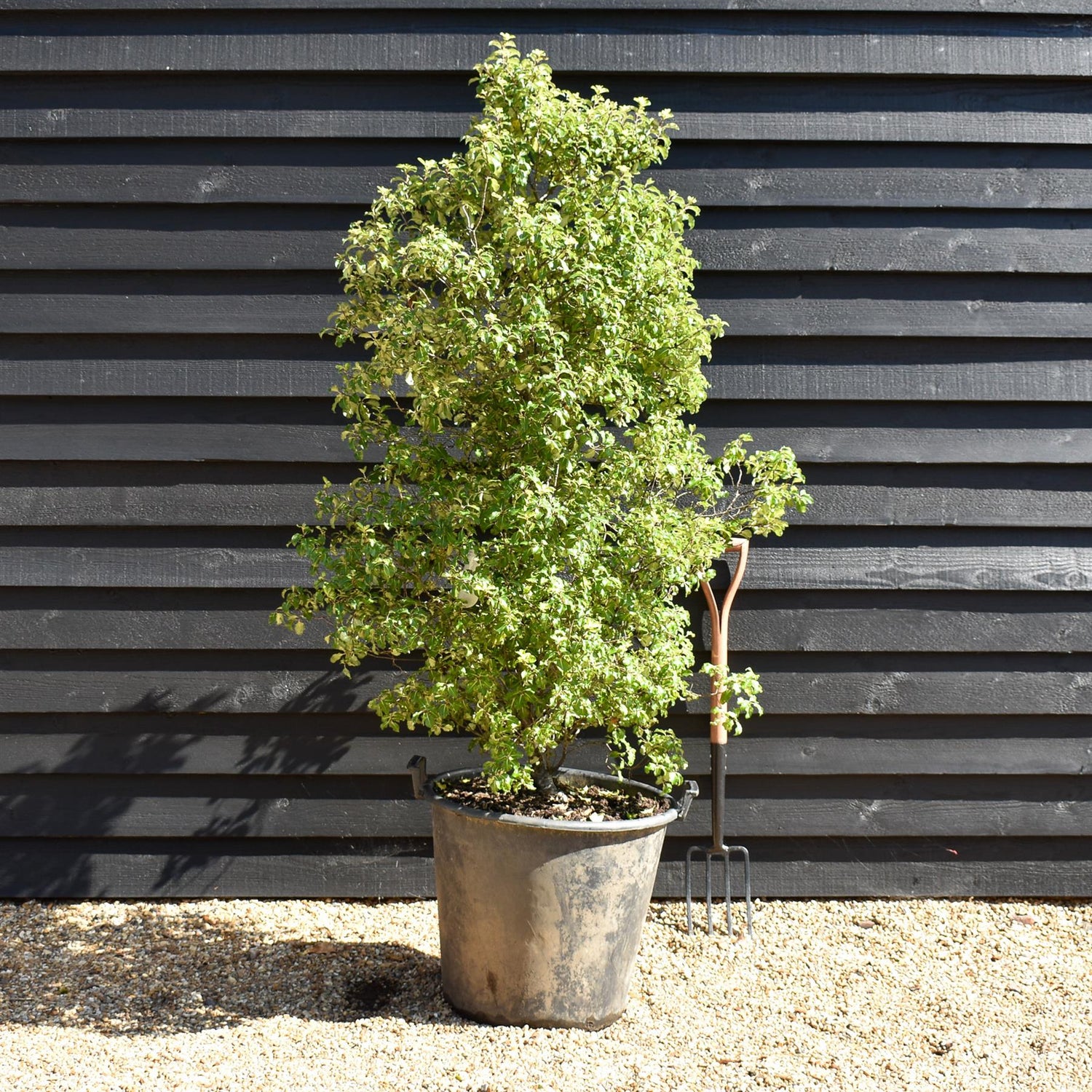 Pittosporum tenuifolium 'Gold Star' - Height 130-150cm, 50lt