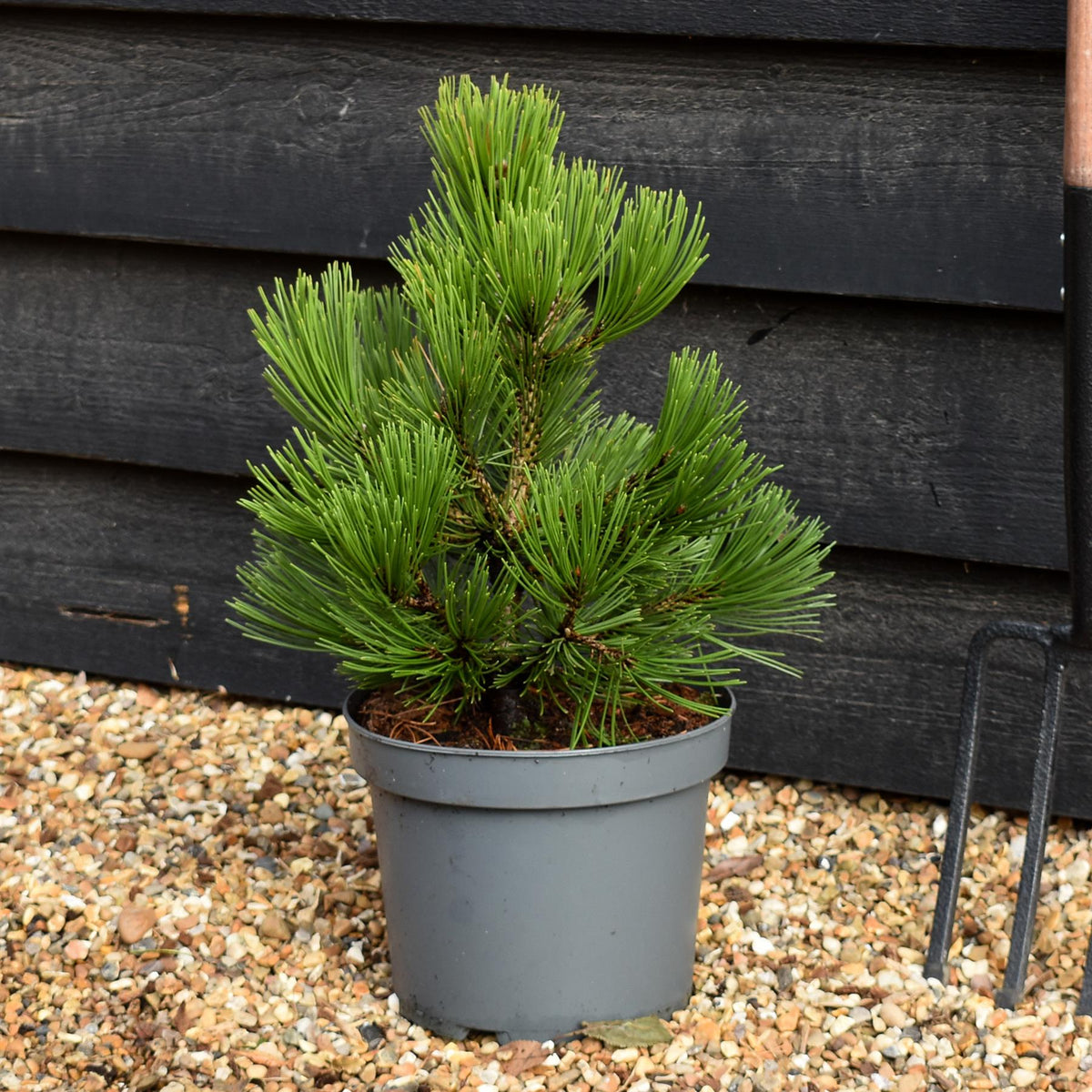 Pinus heldreichii 'Compact Gem' | Bosnian pine - Height 40-45cm - 5lt