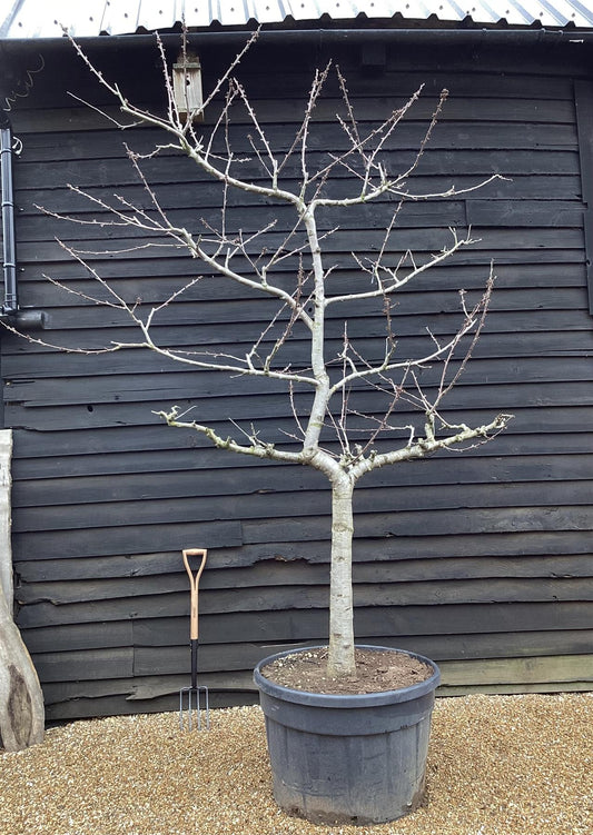 Prunus avium | Wild Cherry Tree, Mature Espalier - 230lt
