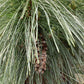 Pinus x schwerinii 'Wiethorst' |Schwerin's pine 'Wiethorst' - Height 75cm - Width 50-60cm - 18lt