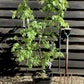 Wisteria | Chinese wisteria - Frame - 140cm, 18lt
