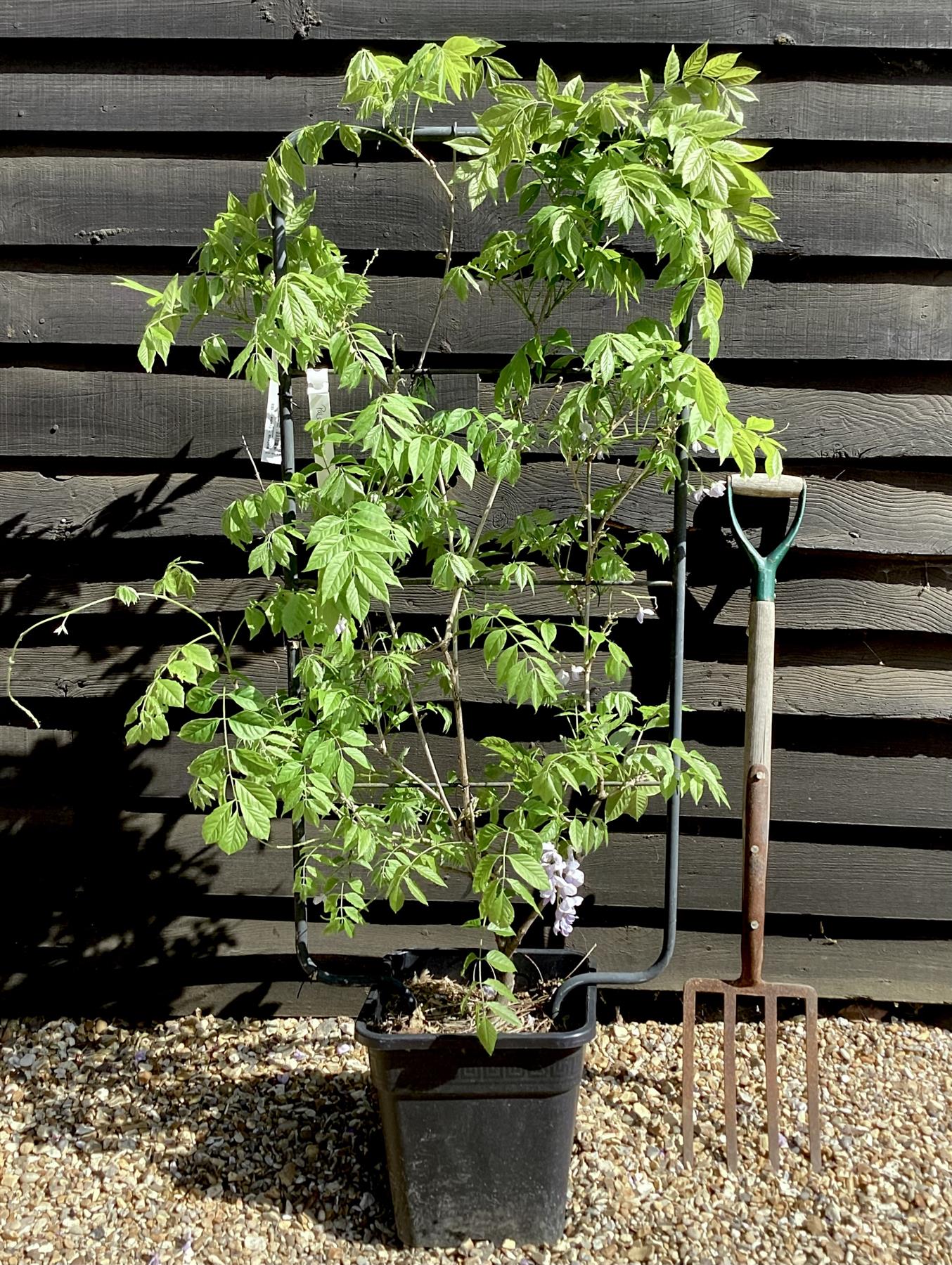 Wisteria | Chinese wisteria - Frame - 140cm, 18lt