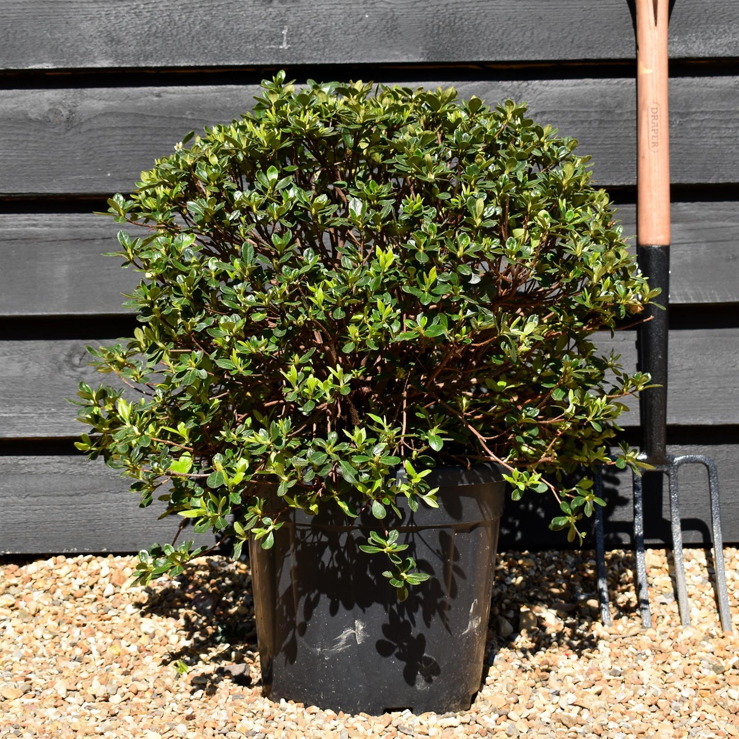 Azalea Japonica 'Dorothy Hayden' - 75cm - Bushy - 15lt