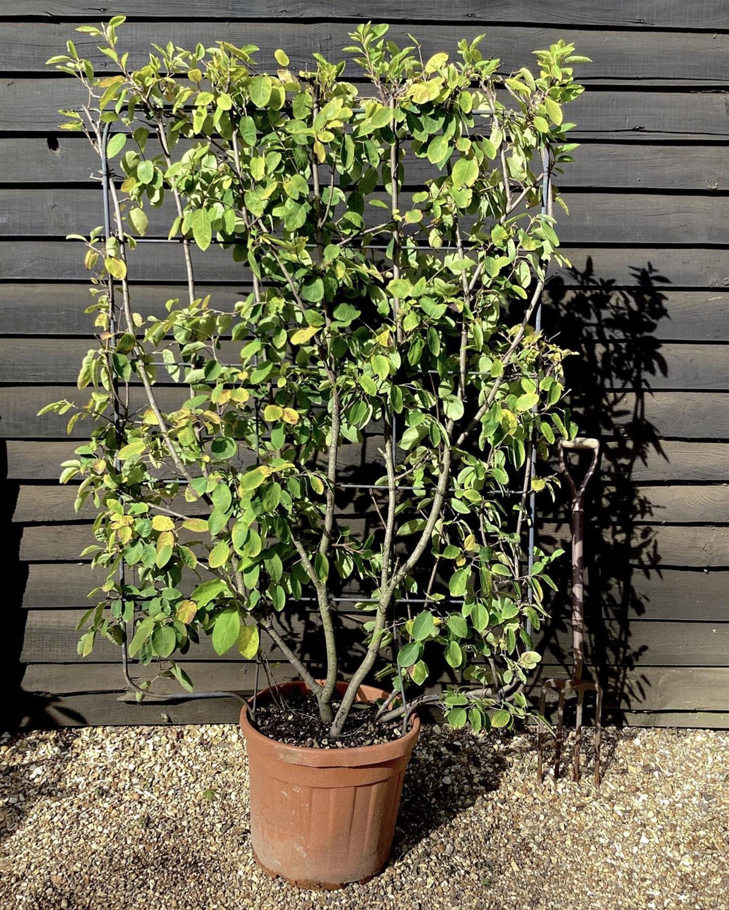Amelanchier lamarckii | Juneberry - Metal Frame Full Size - 100x150cm - 45lt