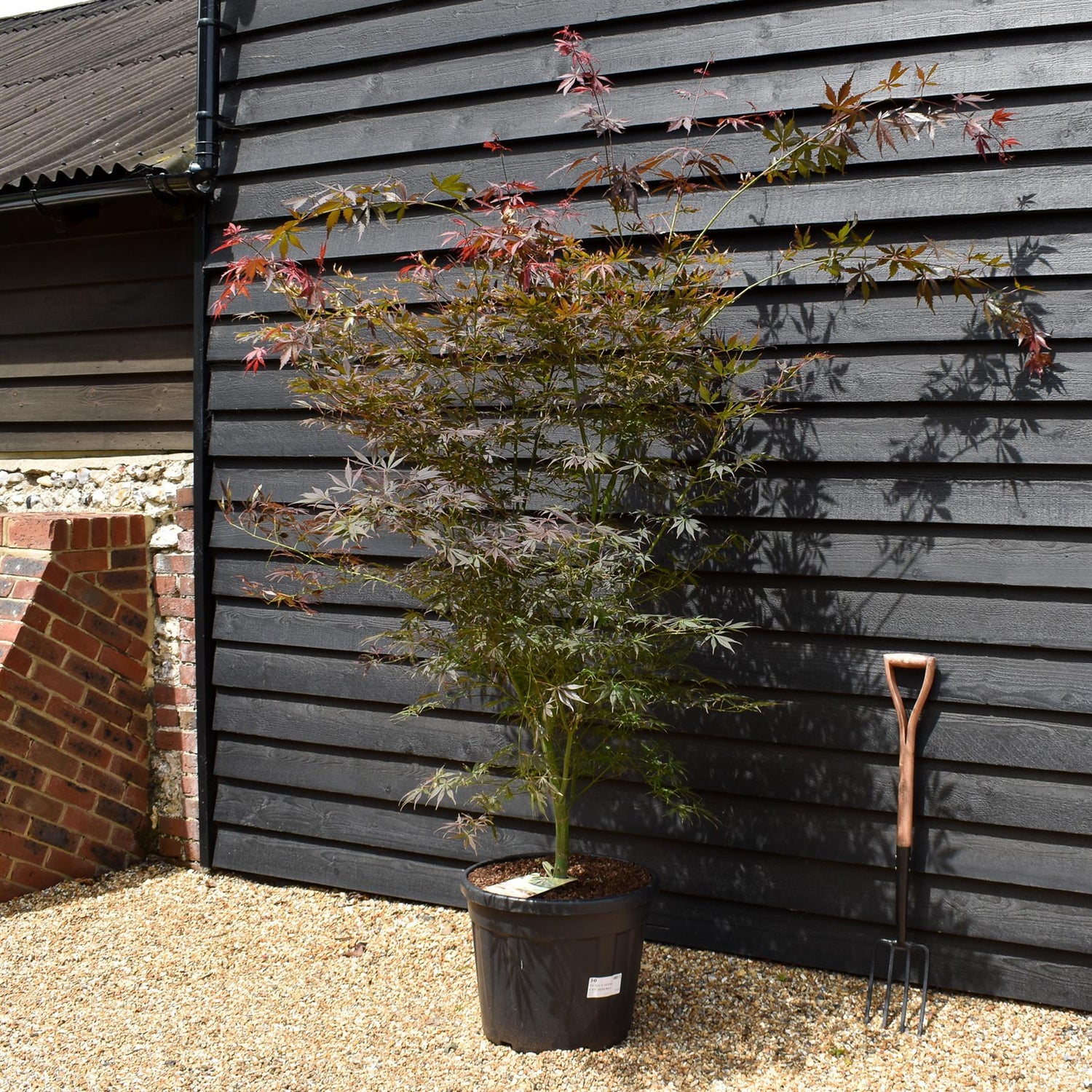 Japanese maple 'Sumi-nagashi' | Acer palmatum  Acer palmatum 'Sumi-nagashi' - Bushy - Height 180-200cm - 55lt