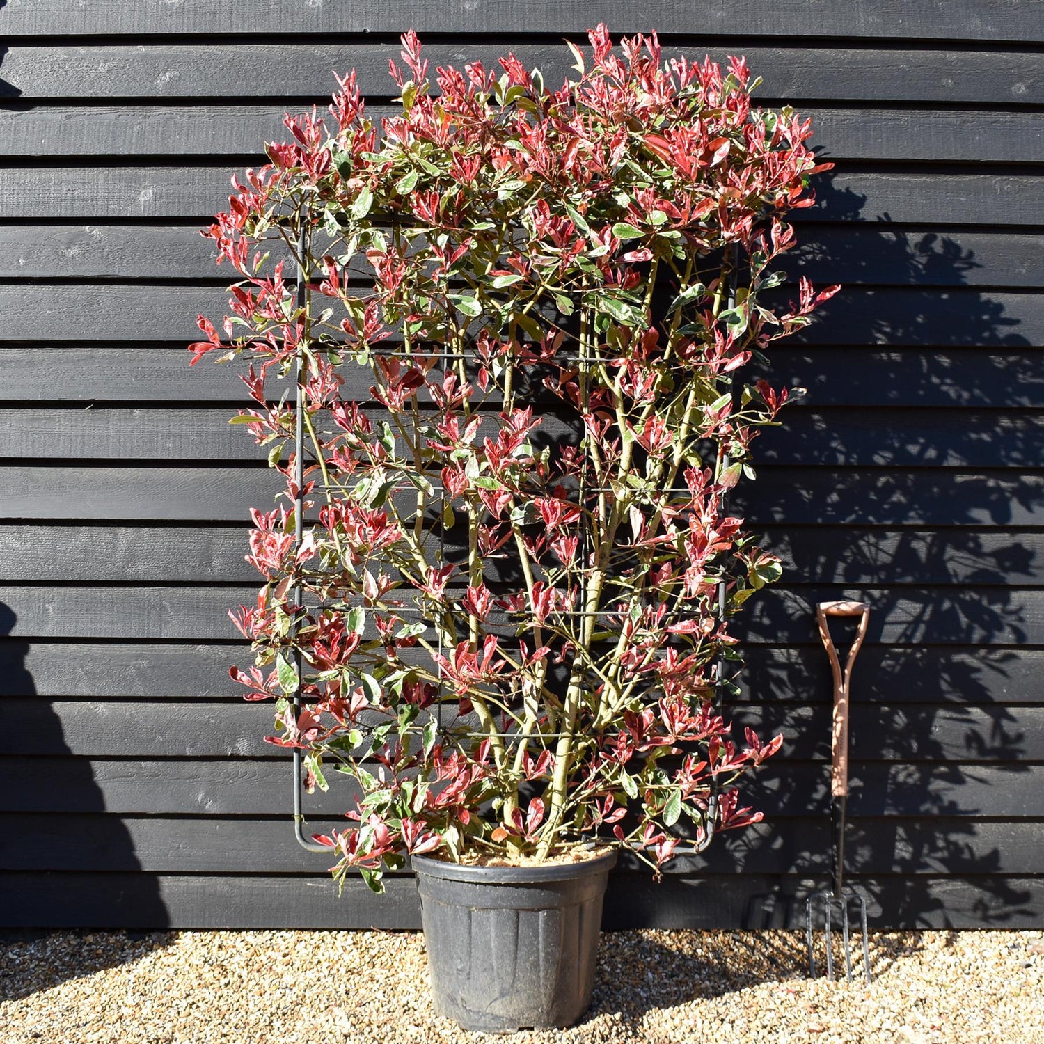 Photinia fraseri Pink Marble ('Cassini') - Metal Frame/Espalier - Height  150cm Width 100cm - 55lt