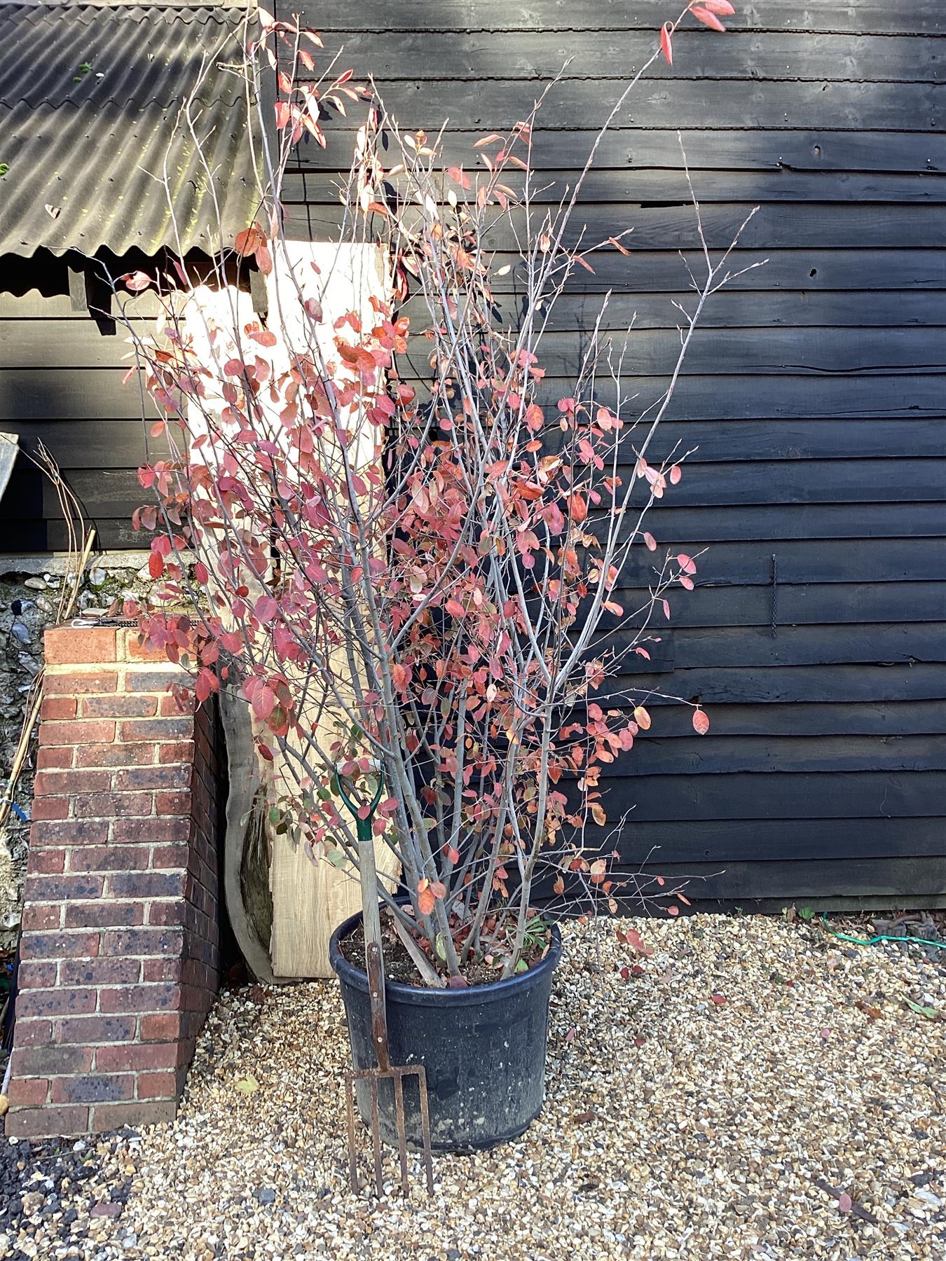 Amelanchier lamarckii - 250cm - 70lt