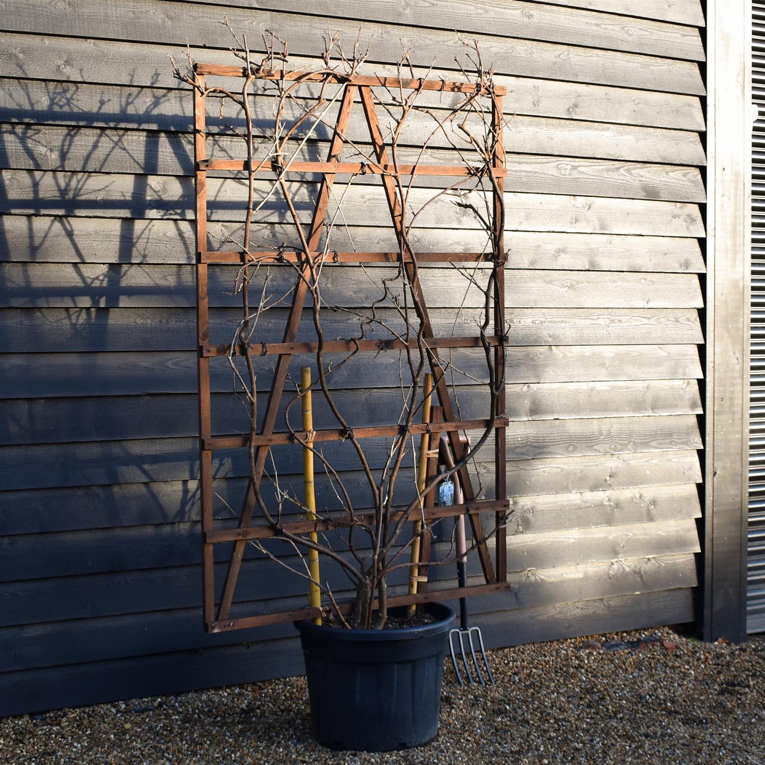 Wisteria sinensis 'Prolific' | Chinese Wisteria Purple - Frame (H) 180cm x (W) 120cm - Height 180cm -70lt