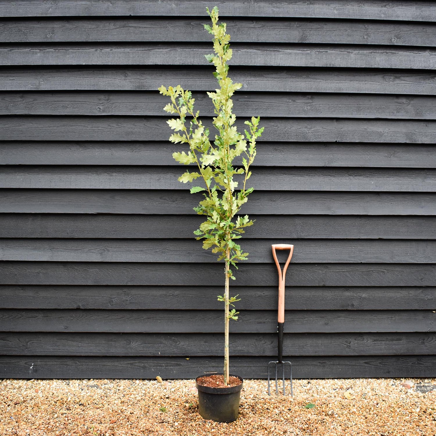 Quercus robur 'Fastigiata' - Feathered - Height 175-200cm - 10lt