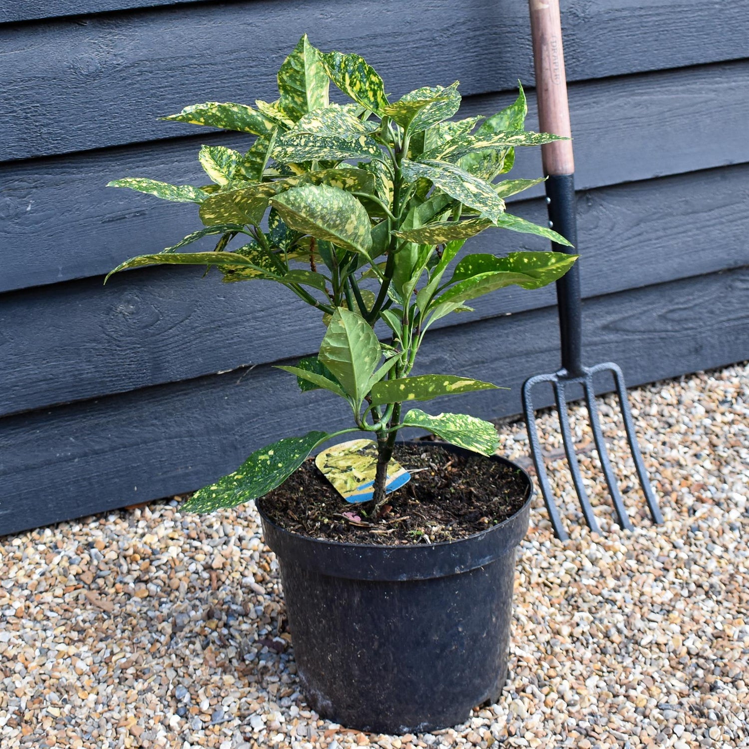 Aucuba japonica 'Golden Girl' -  Height 50-80cm - 10lt