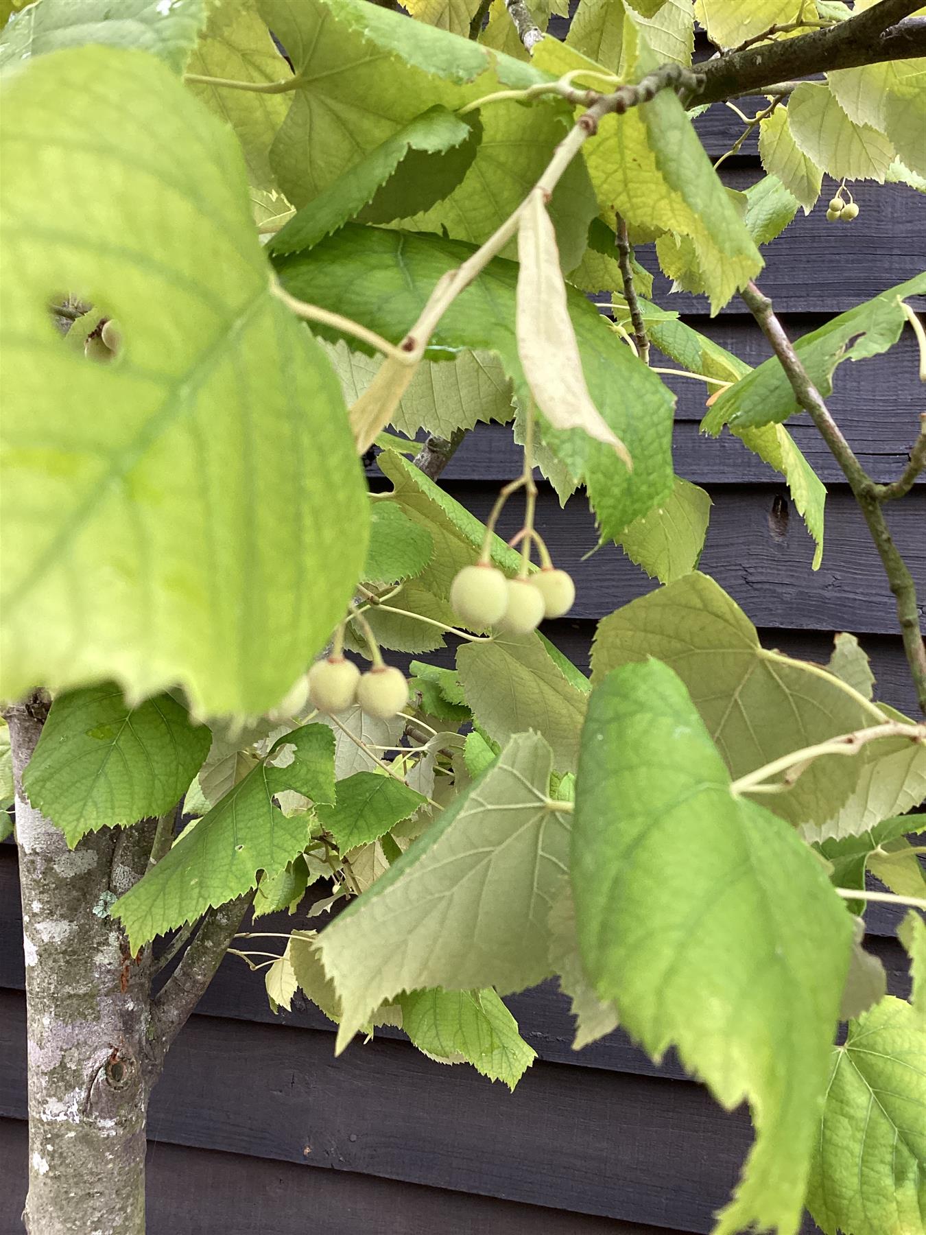 Tilia tomentosa | Silver Lime - 300-320cm, 60lt