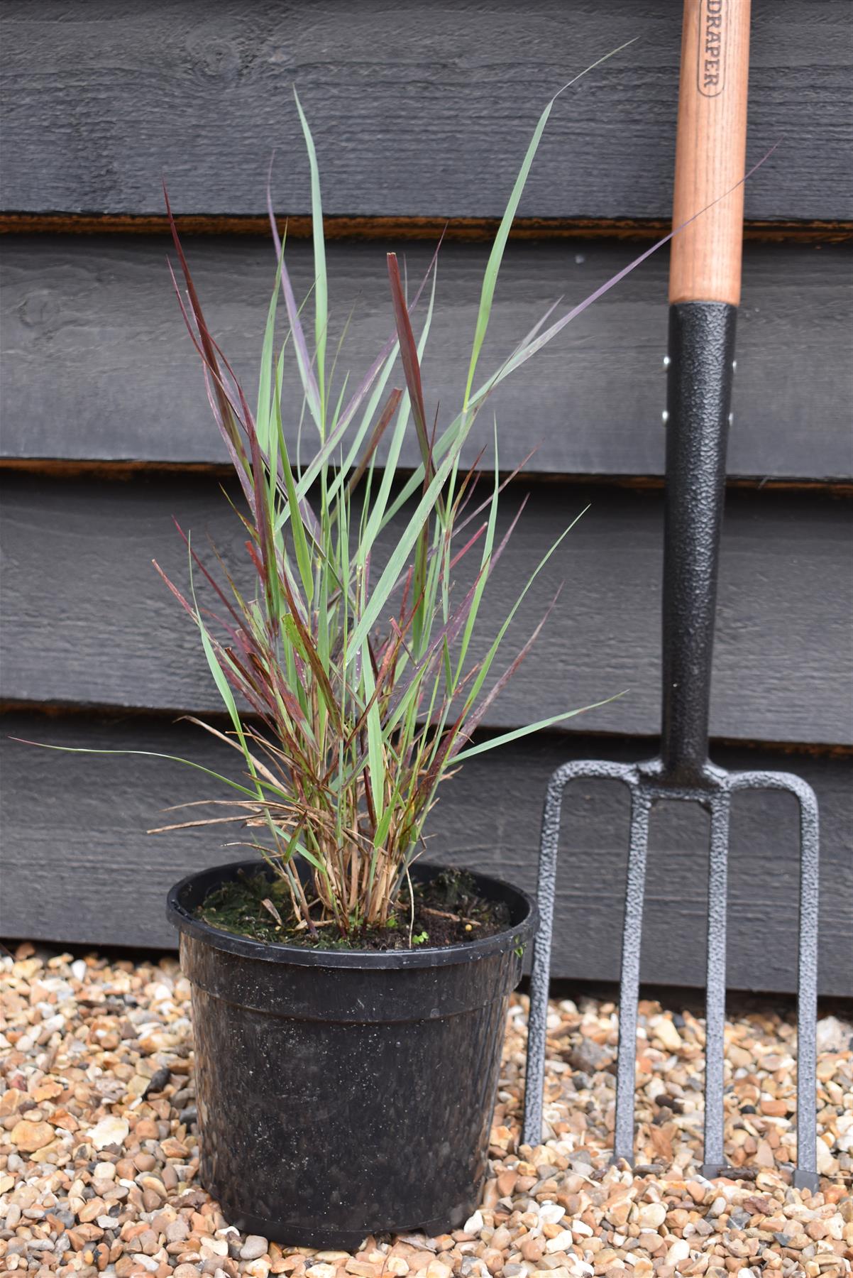 Panicum virgatum 'Heavy Metal' - 40-80cm - 3lt
