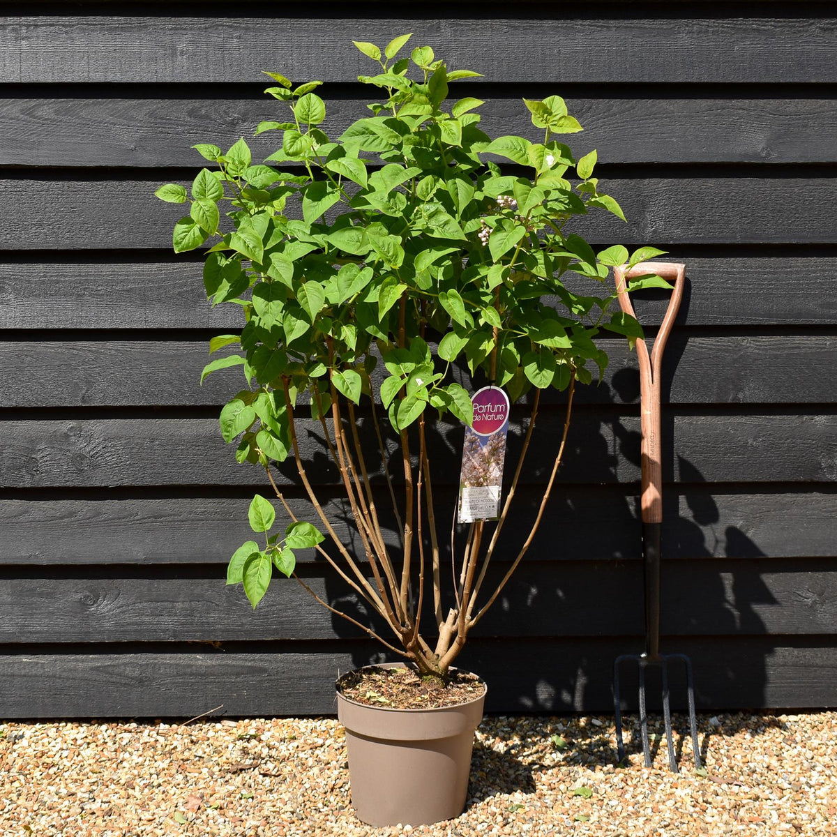 Syringa vulgaris Beauty of Moscow - Height 100-120cm -15lt