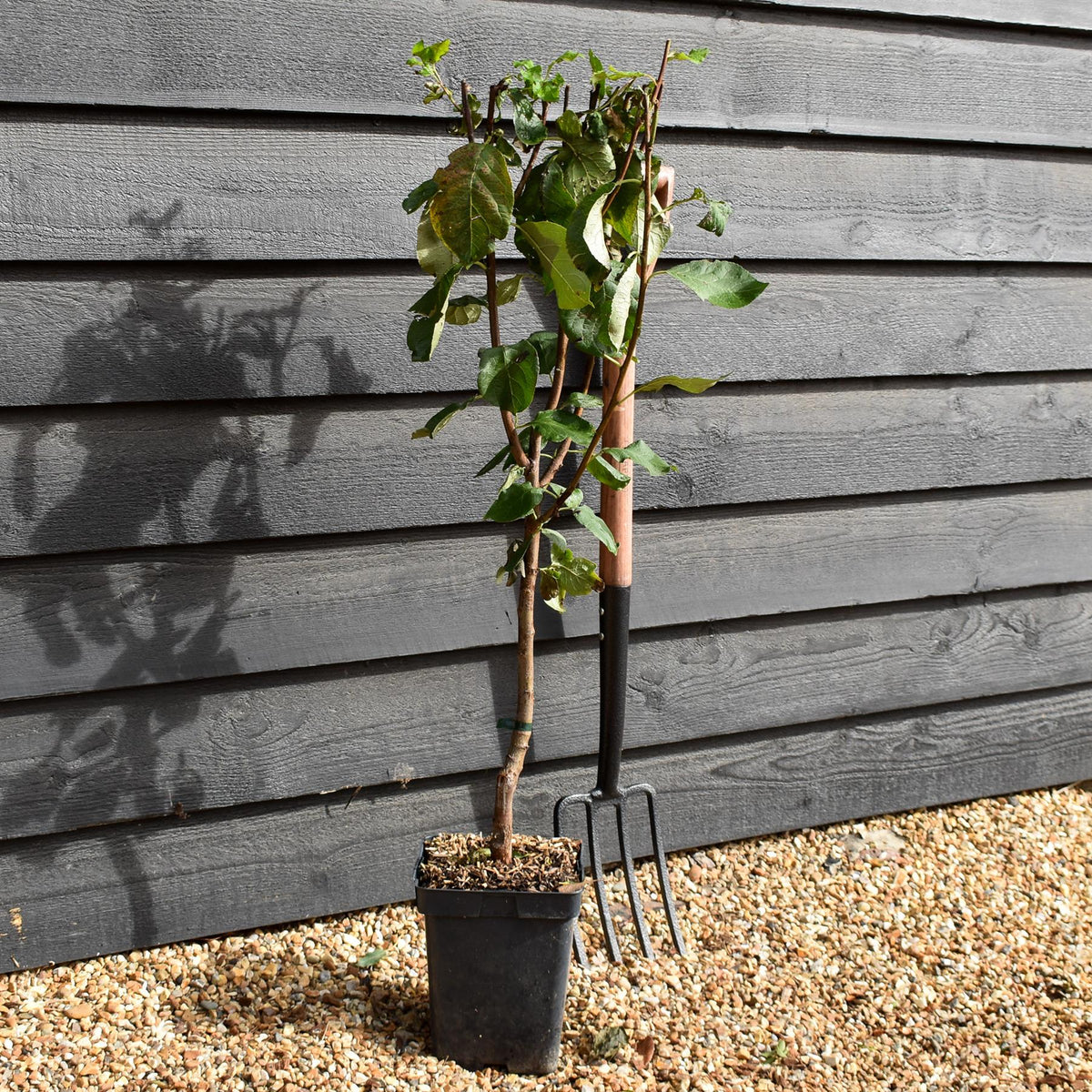 Prunus domestica 'Victoria' | Plum Tree - Patio Rootstock - Height 80-100cm - 7lt