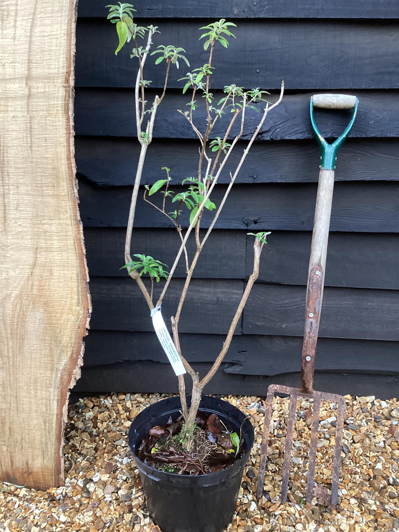Buddleja Royal Red | Butterfly bush - 20-40cm, 2lt